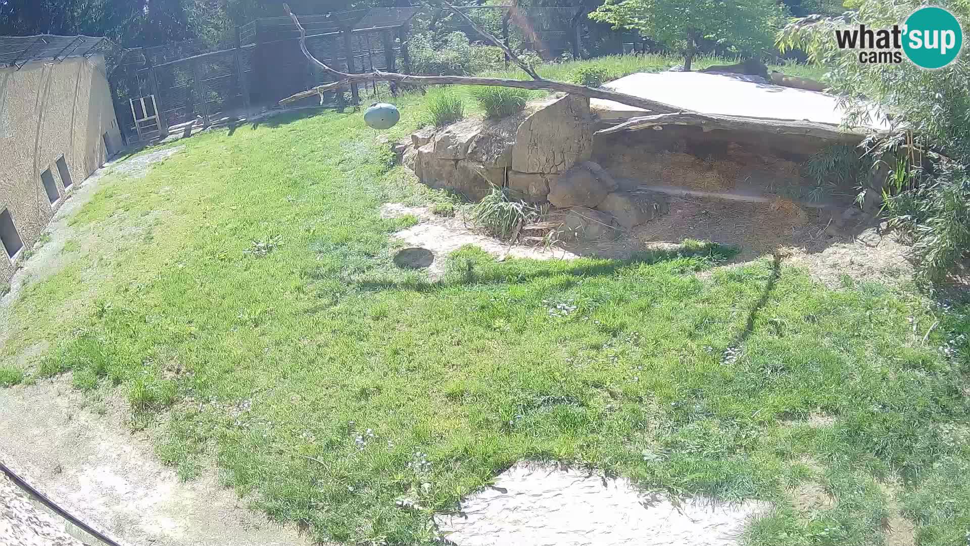 LION live Webcam in Ljubljana Zoo – Slovenia