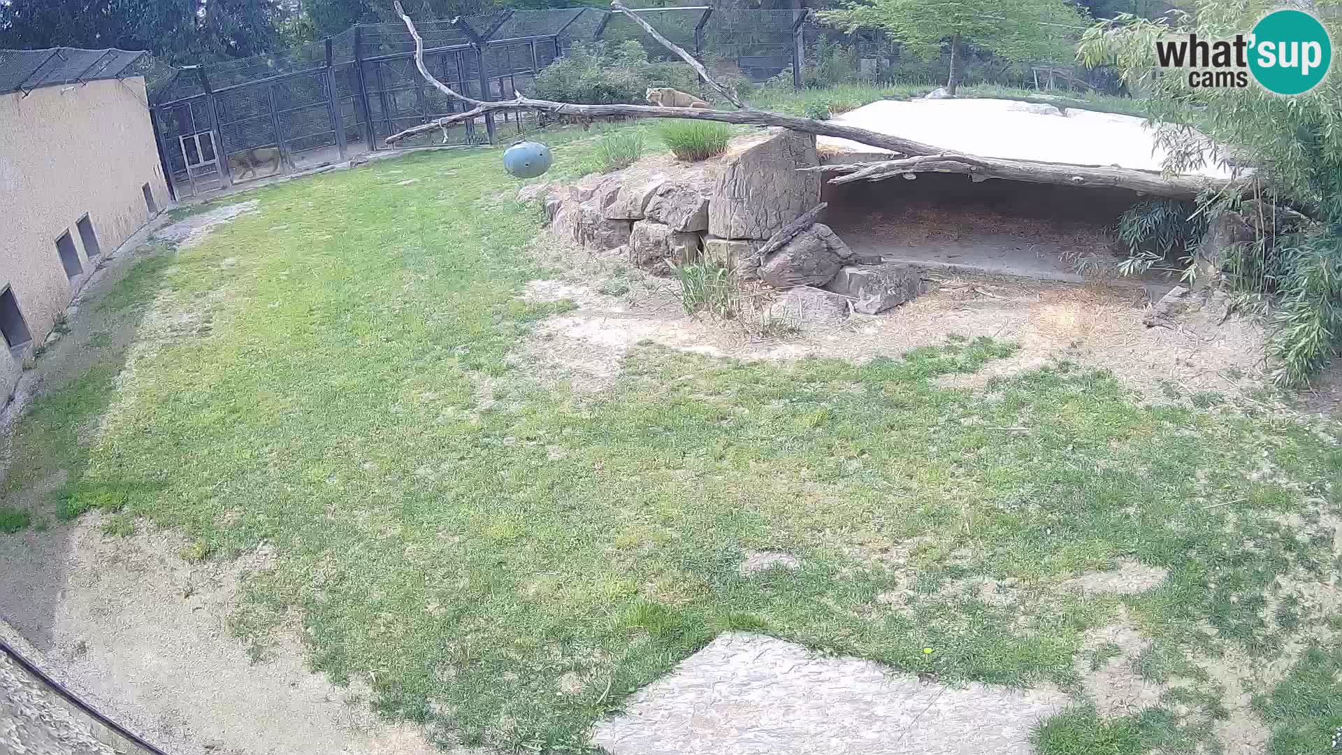 LEVI spletna kamera v živalskem vrtu Ljubljana Zoo