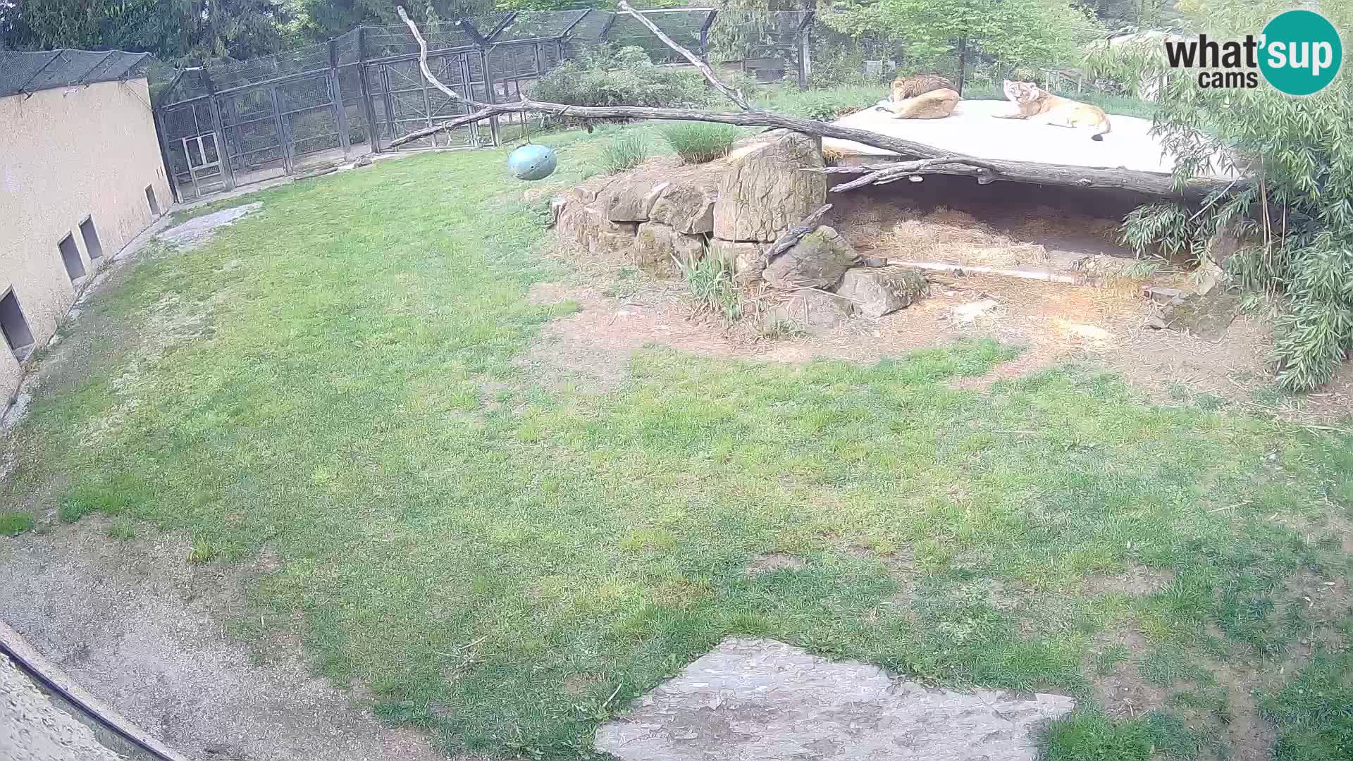 LEVI spletna kamera v živalskem vrtu Ljubljana Zoo