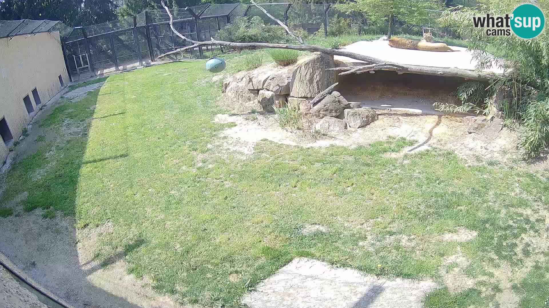 LION live Webcam in Ljubljana Zoo – Slovenia