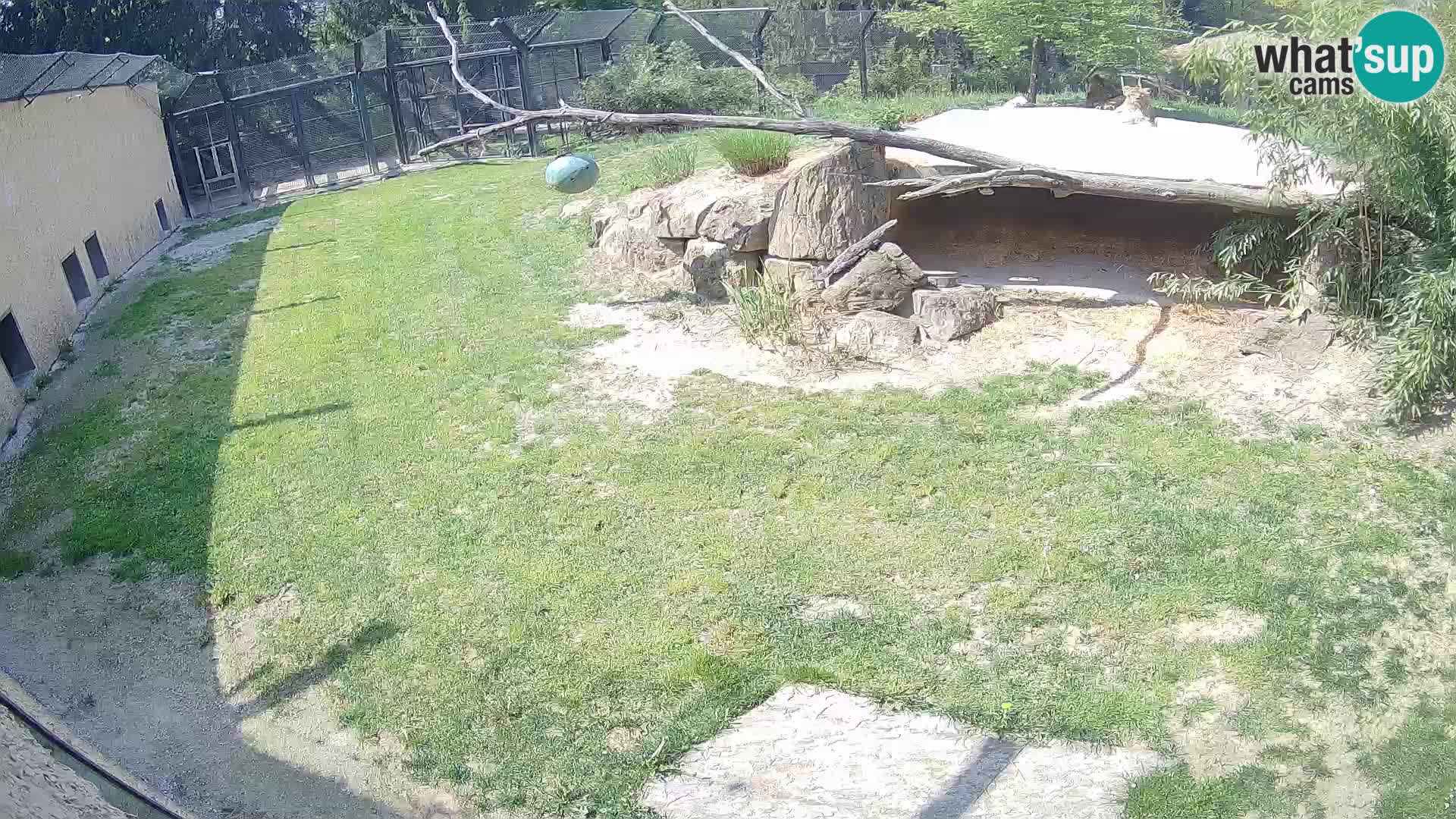 LEVI spletna kamera v živalskem vrtu Ljubljana Zoo