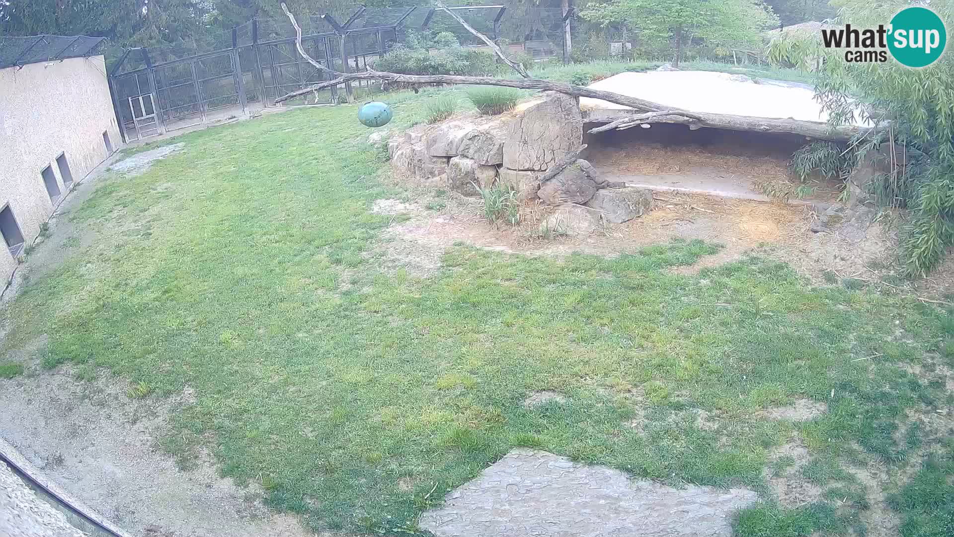 LION live Webcam in Ljubljana Zoo – Slovenia