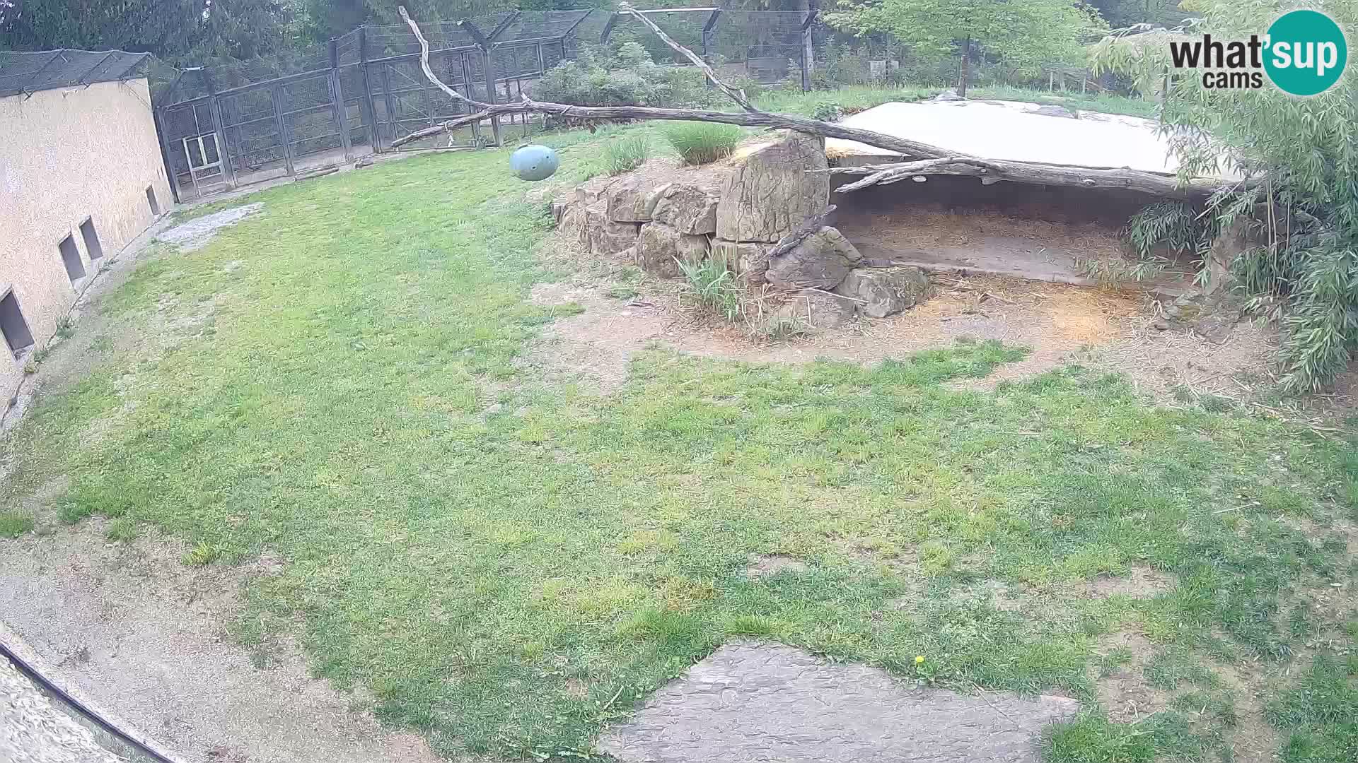 LION live Webcam in Ljubljana Zoo – Slovenia