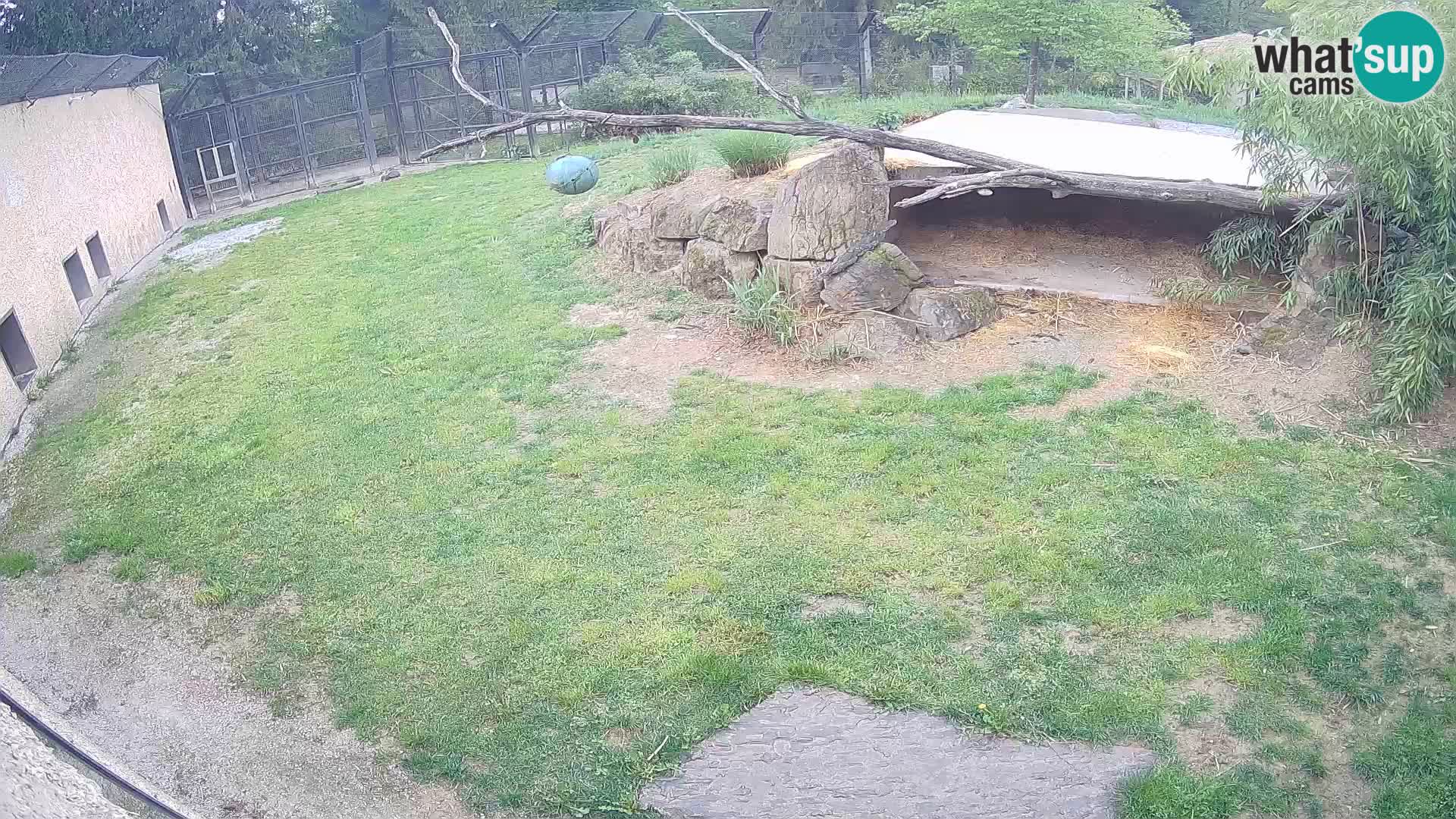 LION live Webcam in Ljubljana Zoo – Slovenia