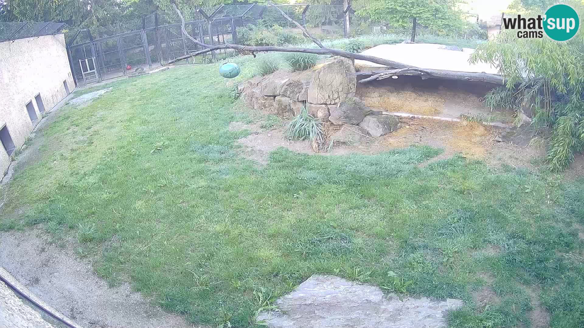 LION webcam en direct du zoo de Ljubljana – Slovénie