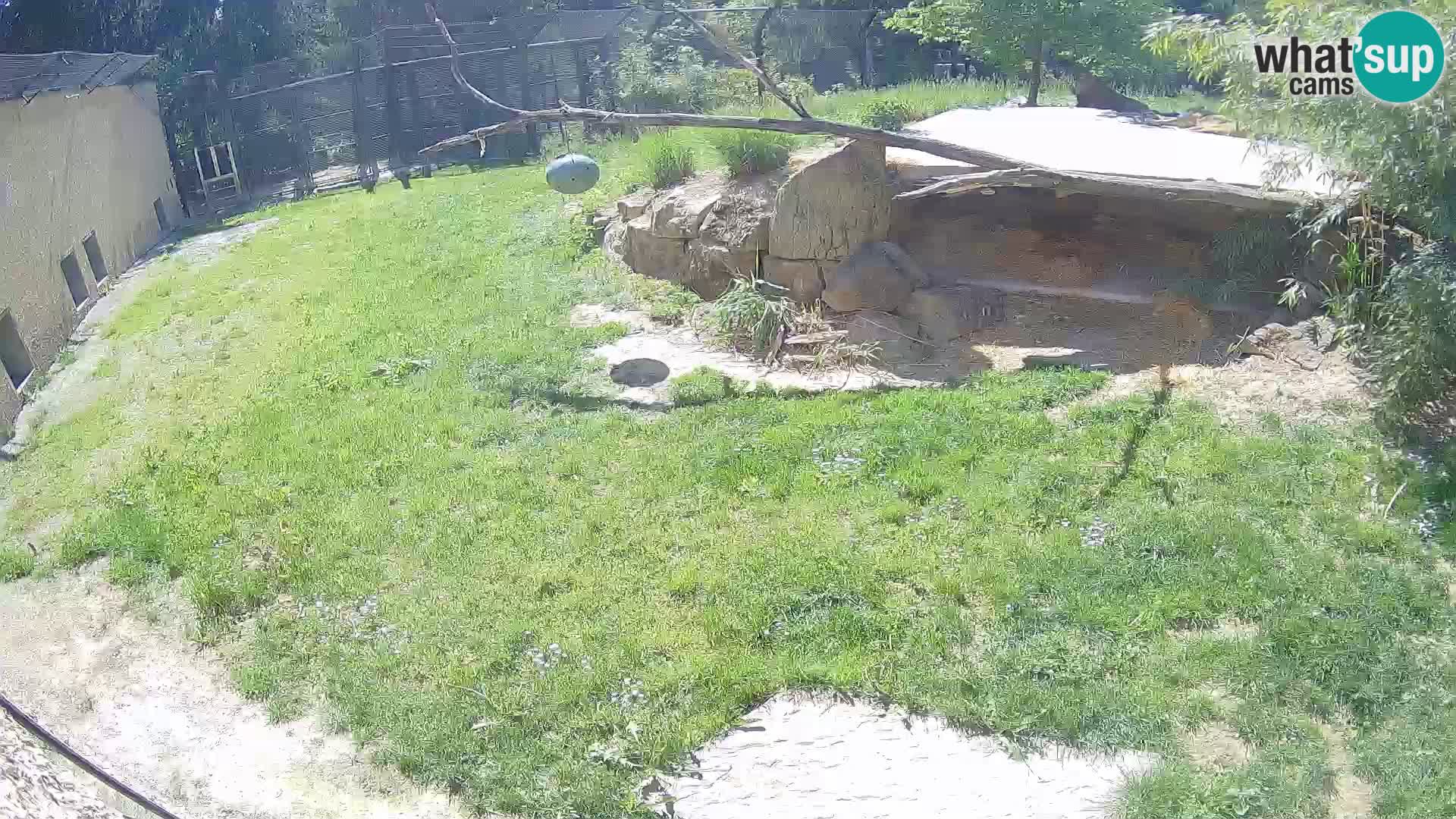 LION live Webcam in Ljubljana Zoo – Slovenia