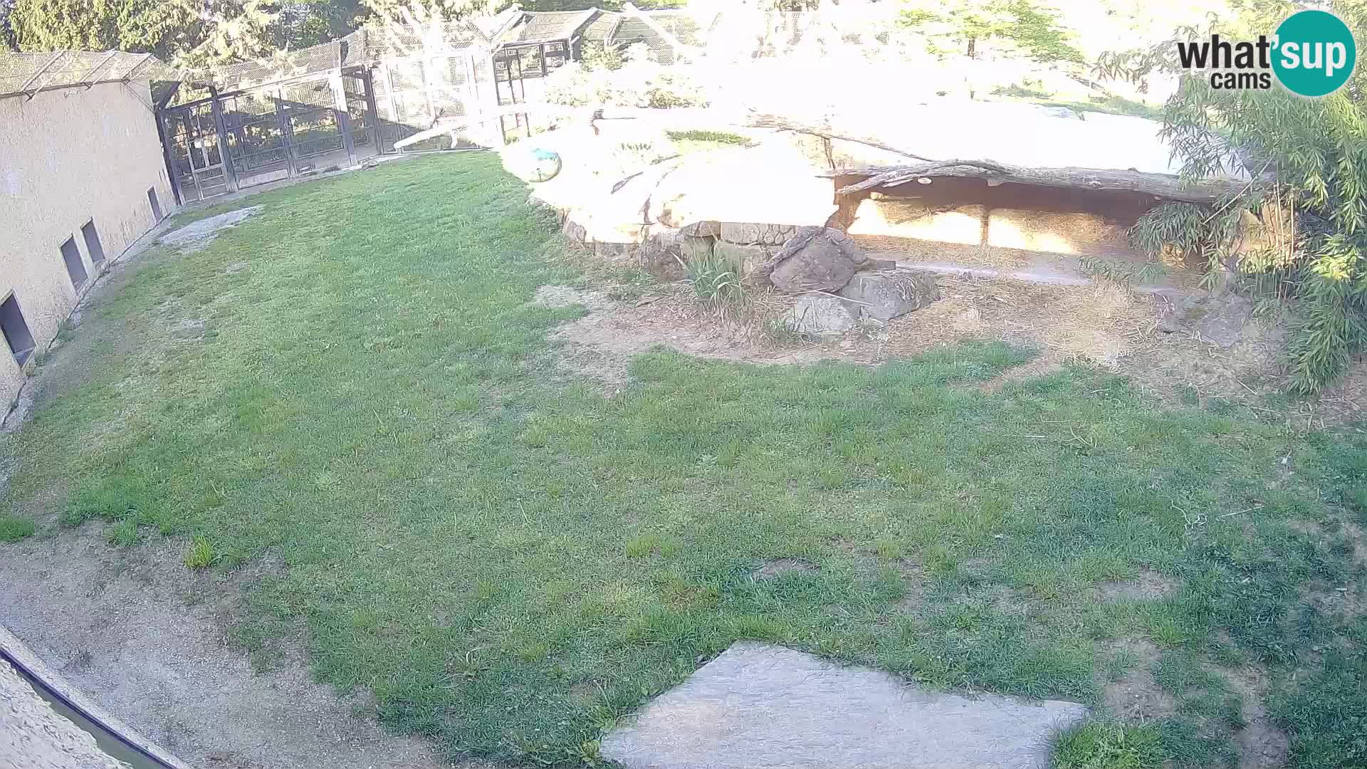 Löwe live Webcam im Zoo von Ljubljana – Slowenien