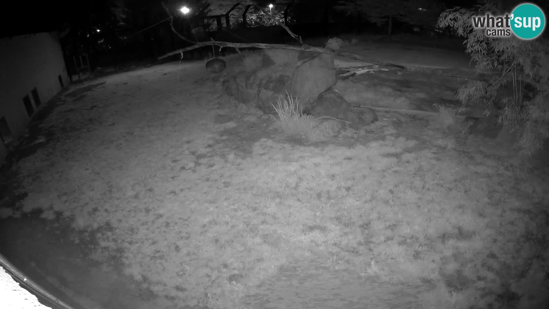 LEON Webcam en vivo en Ljubljana Zoo – Eslovenia