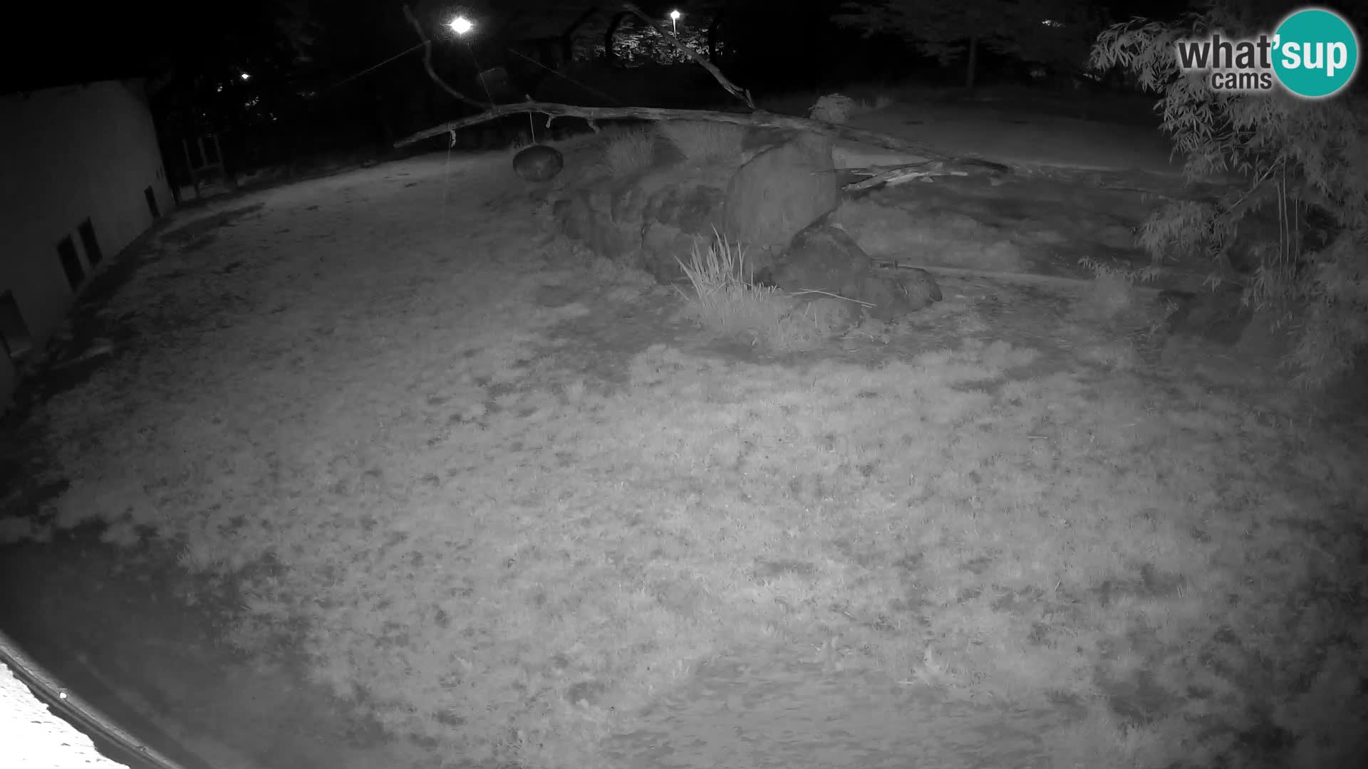 LION webcam en direct du zoo de Ljubljana – Slovénie