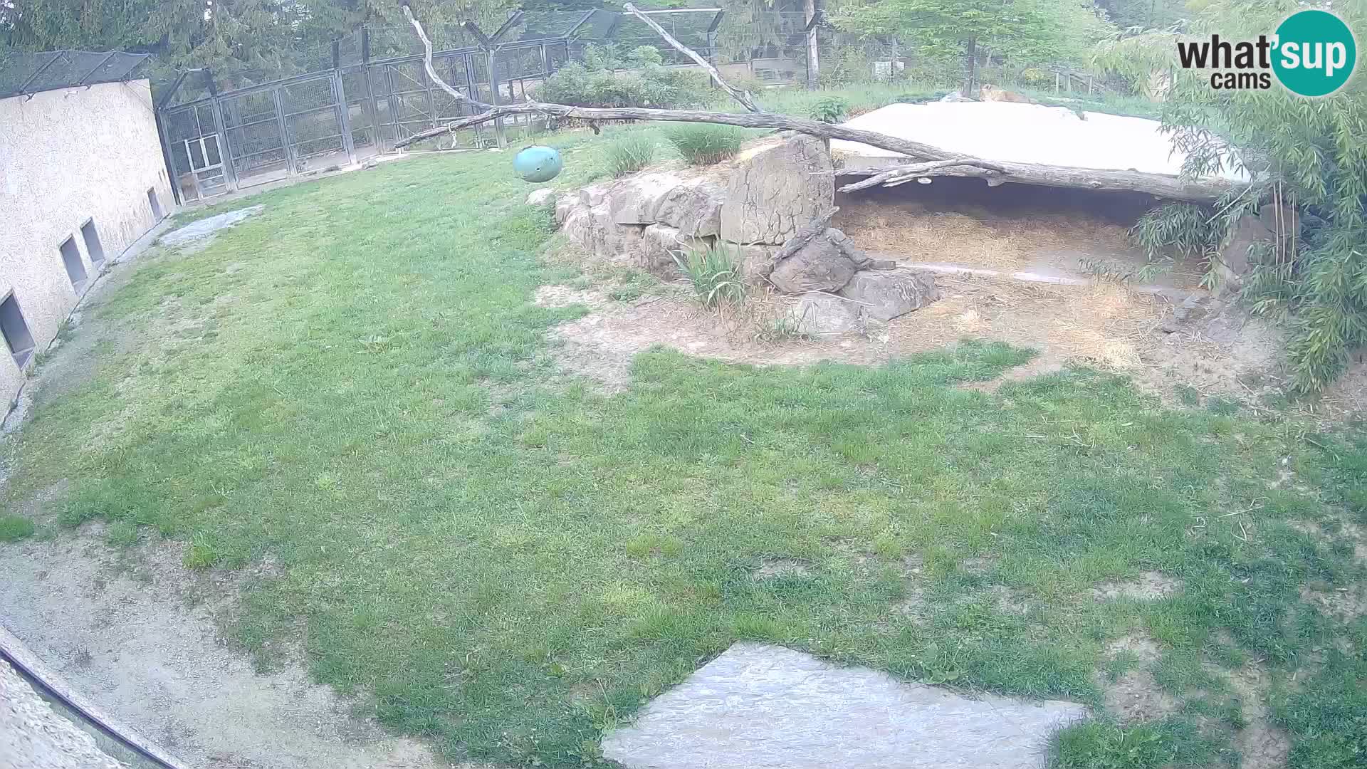 LEONE live Webcam nello zoo di Lubiana – Slovenia