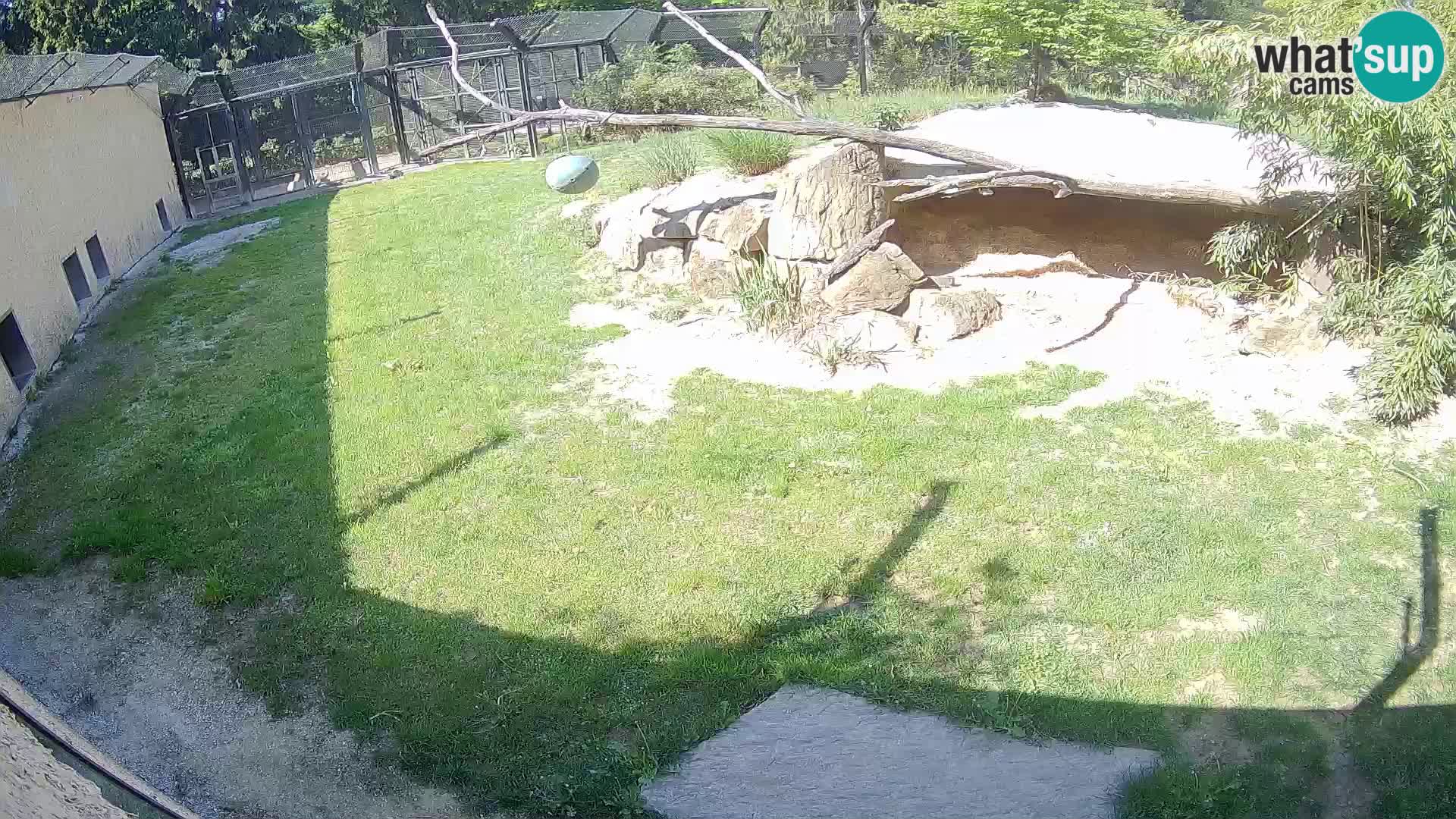 Löwe live Webcam im Zoo von Ljubljana – Slowenien