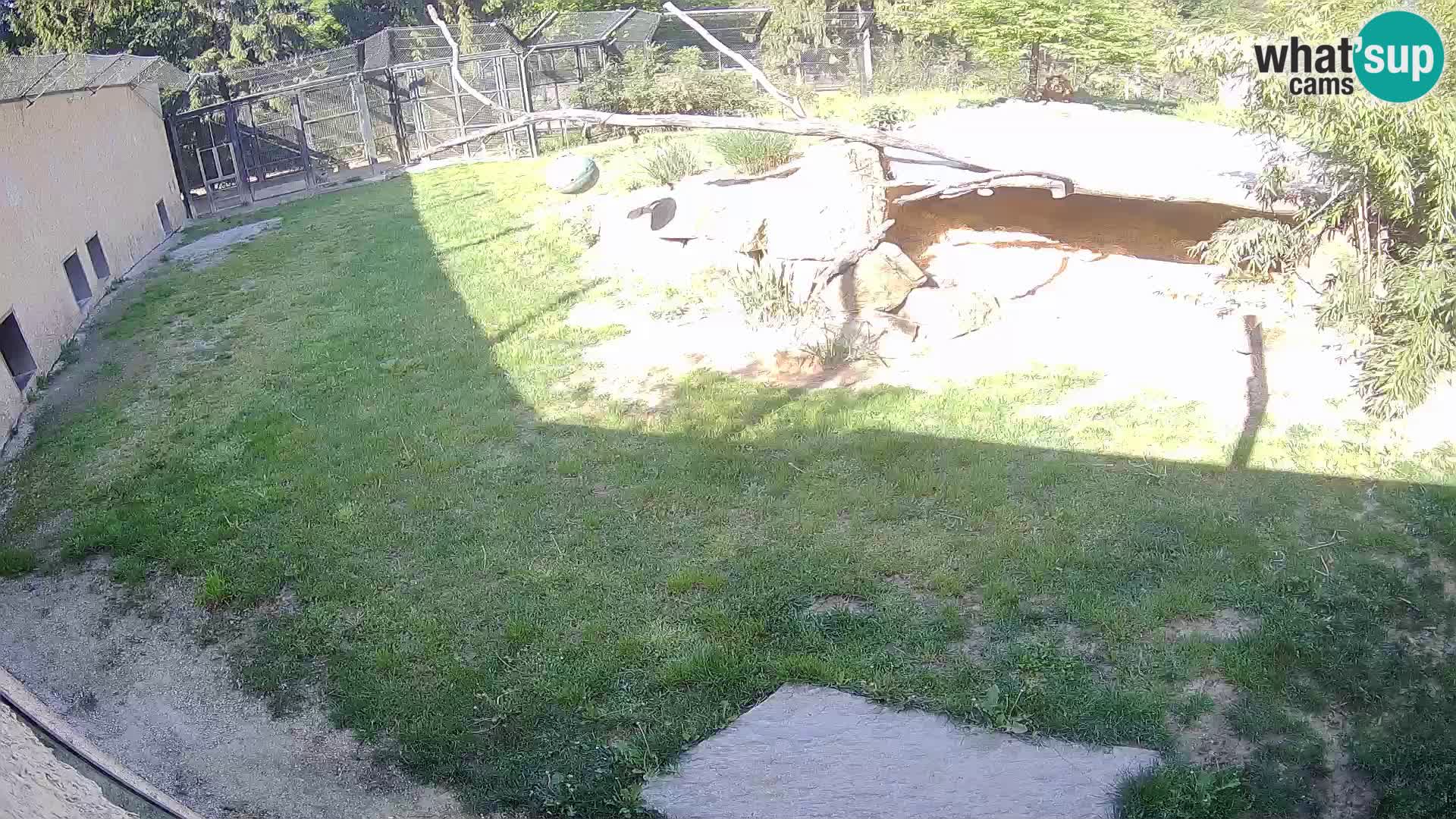 LION webcam en direct du zoo de Ljubljana – Slovénie