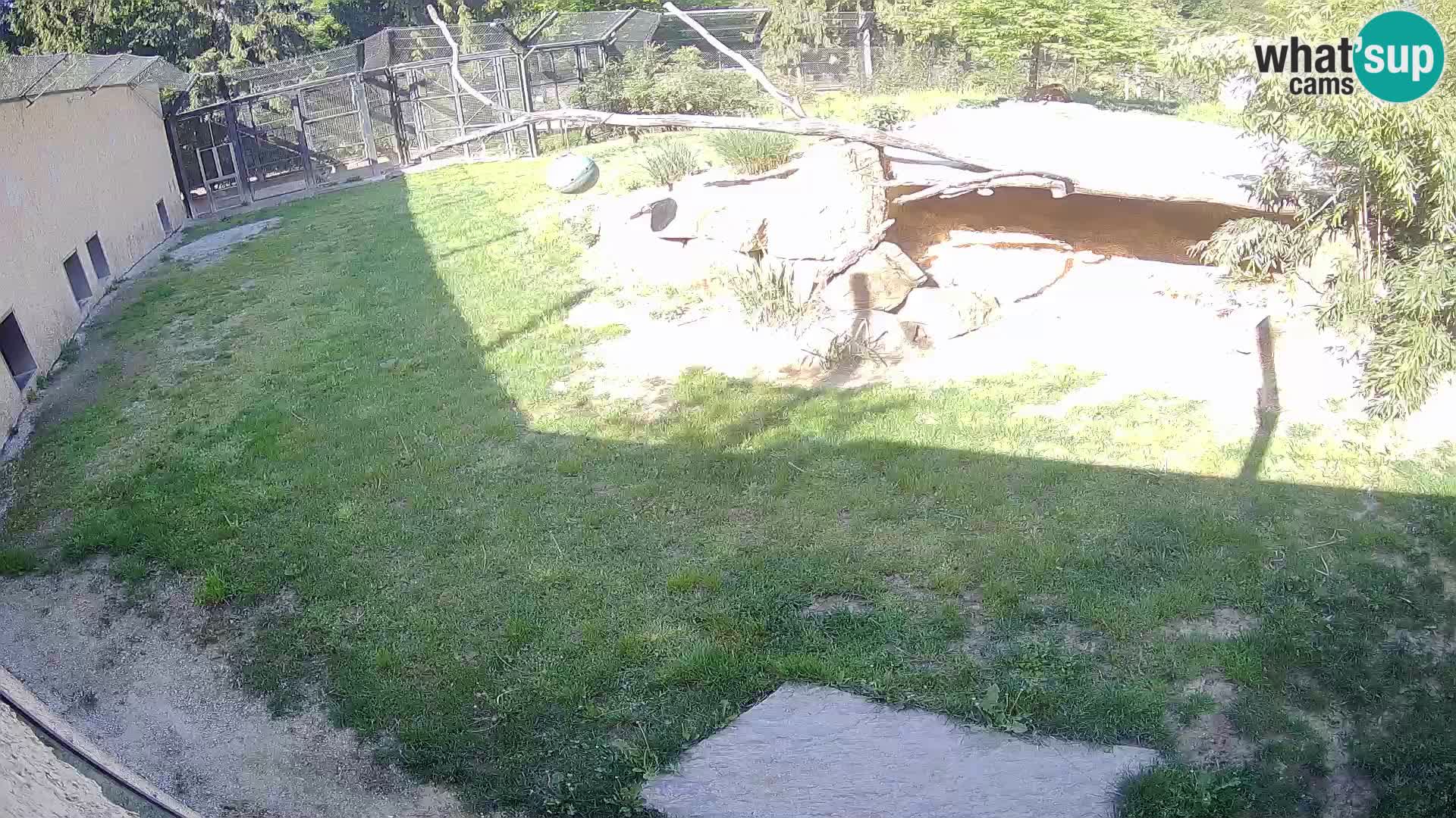 LION live Webcam in Ljubljana Zoo – Slovenia