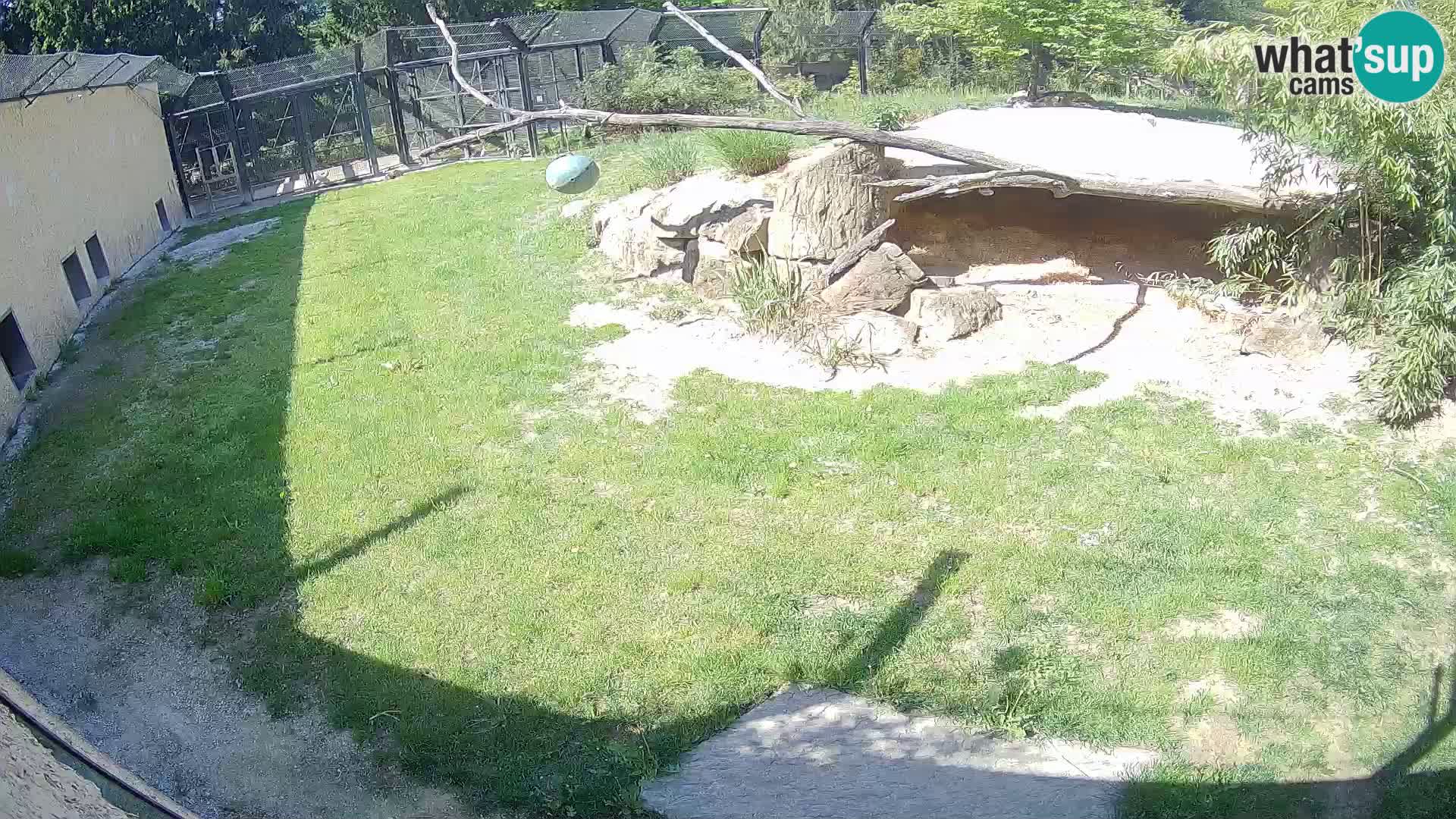 LEON Webcam en vivo en Ljubljana Zoo – Eslovenia