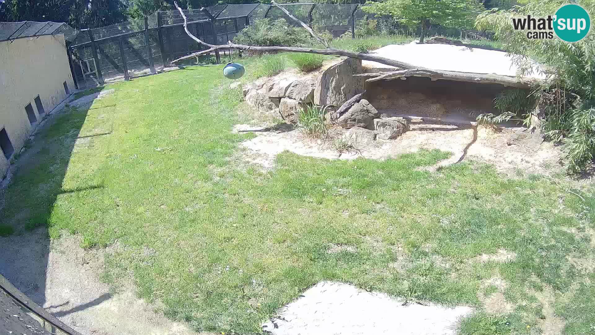 Löwe live Webcam im Zoo von Ljubljana – Slowenien