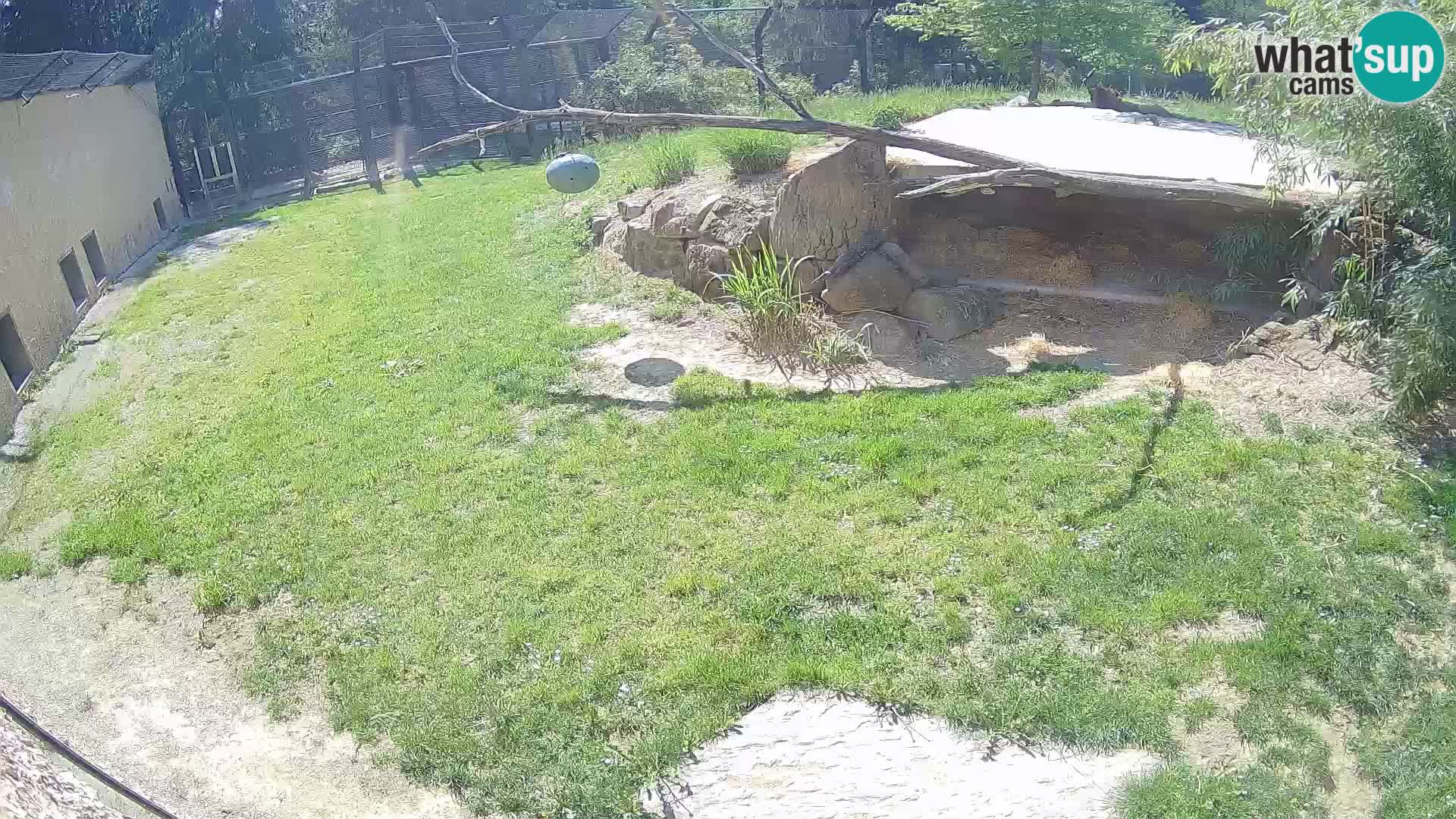 Lavovi web kamera uživo u ljubljanskom zoološkom vrtu – Slovenija