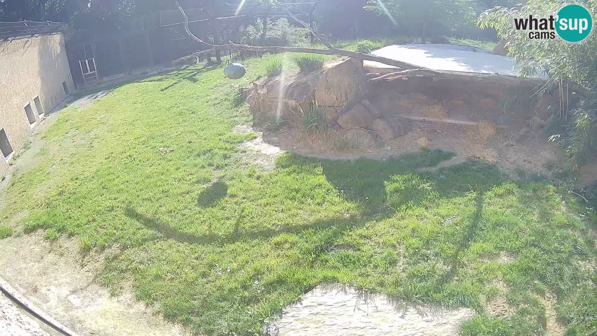 Lavovi web kamera uživo u ljubljanskom zoološkom vrtu – Slovenija