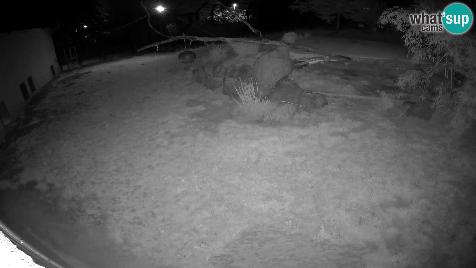 LION live Webcam in Ljubljana Zoo – Slovenia