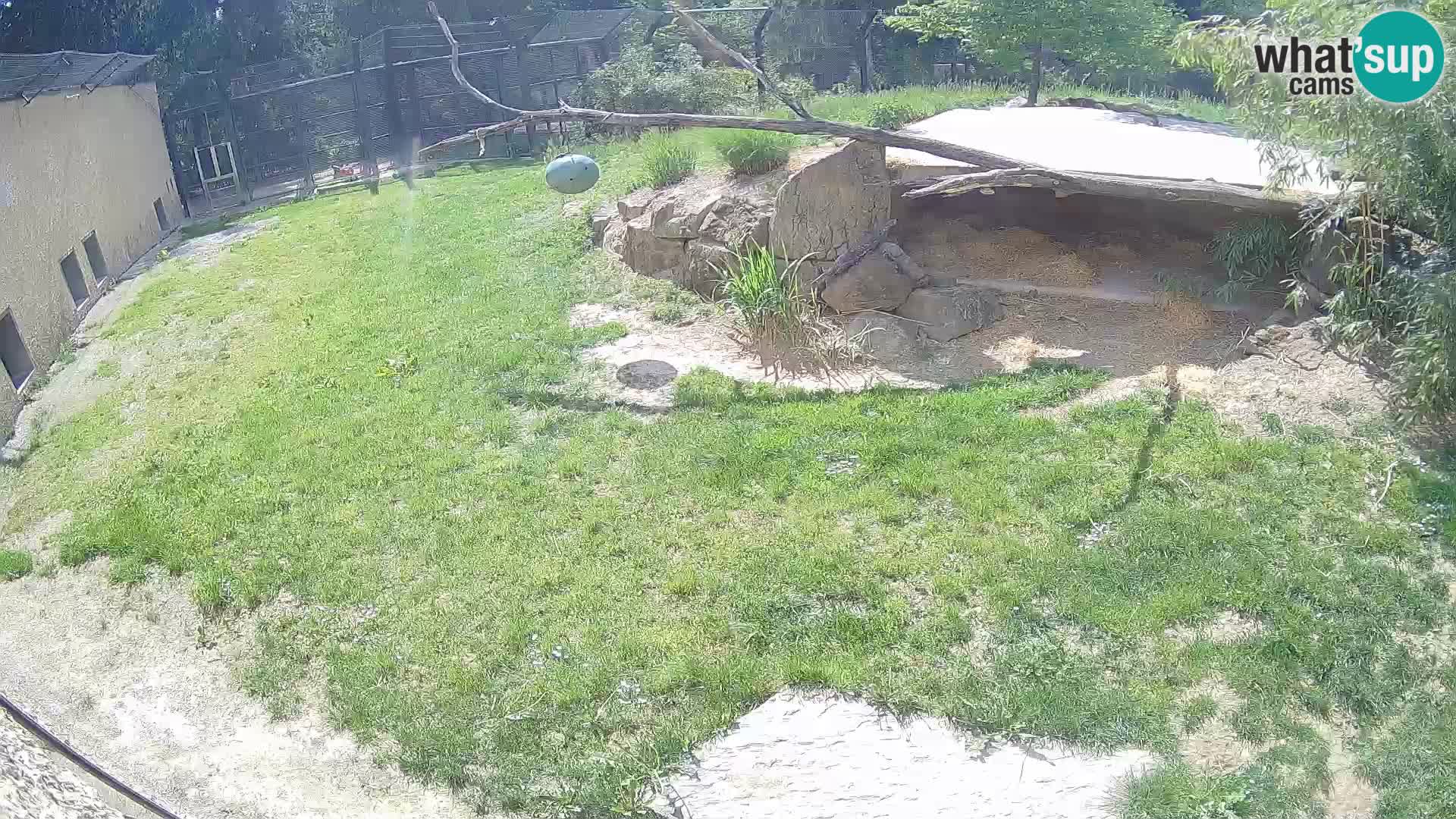 LEVI spletna kamera v živalskem vrtu Ljubljana Zoo