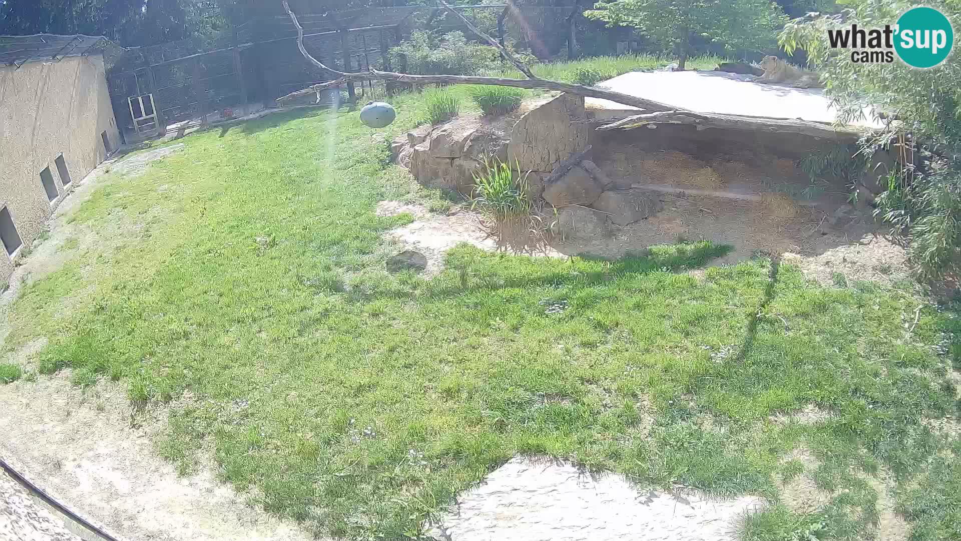 LEON Webcam en vivo en Ljubljana Zoo – Eslovenia