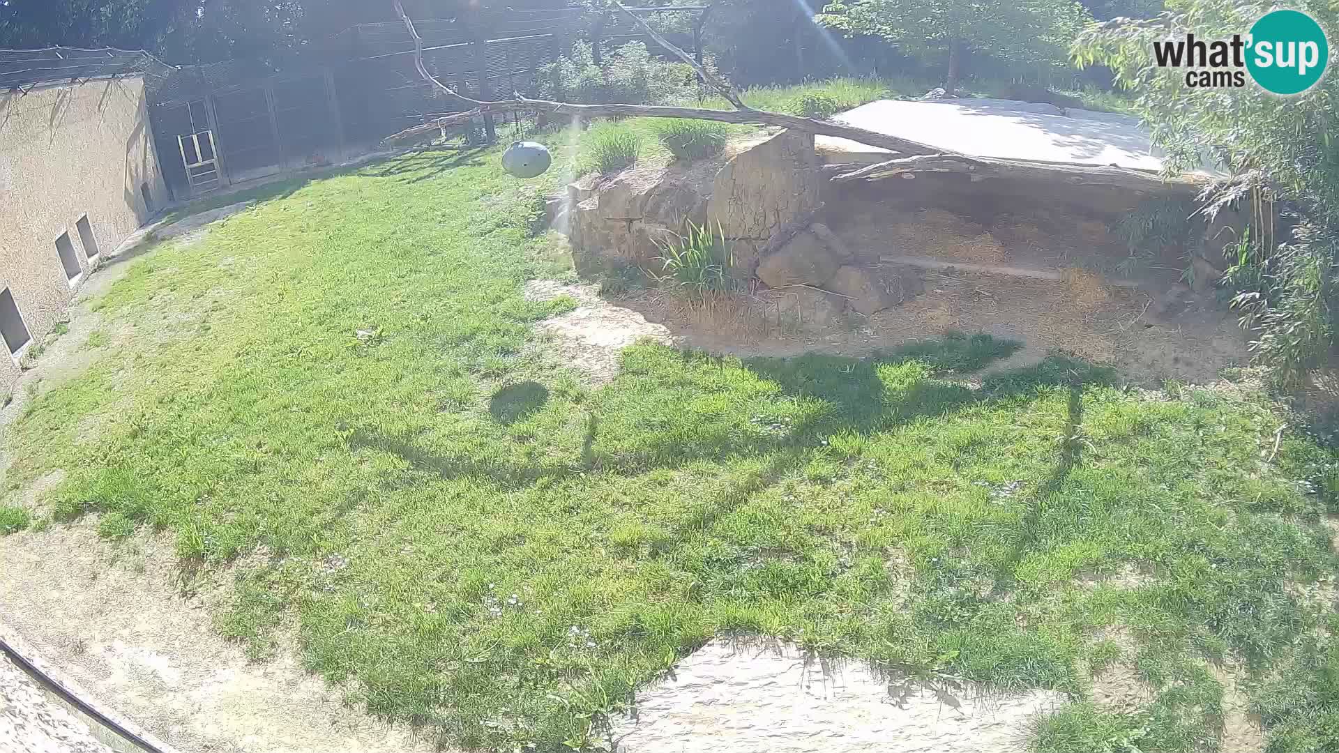 LION live Webcam in Ljubljana Zoo – Slovenia