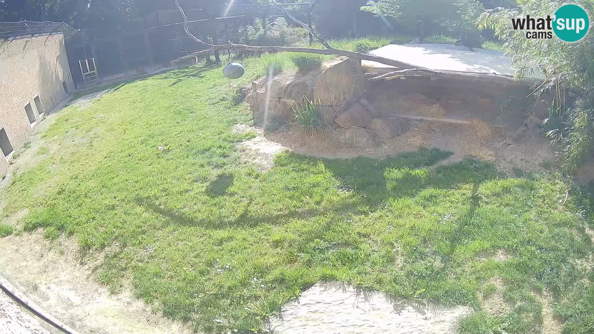 LEVI spletna kamera v živalskem vrtu Ljubljana Zoo