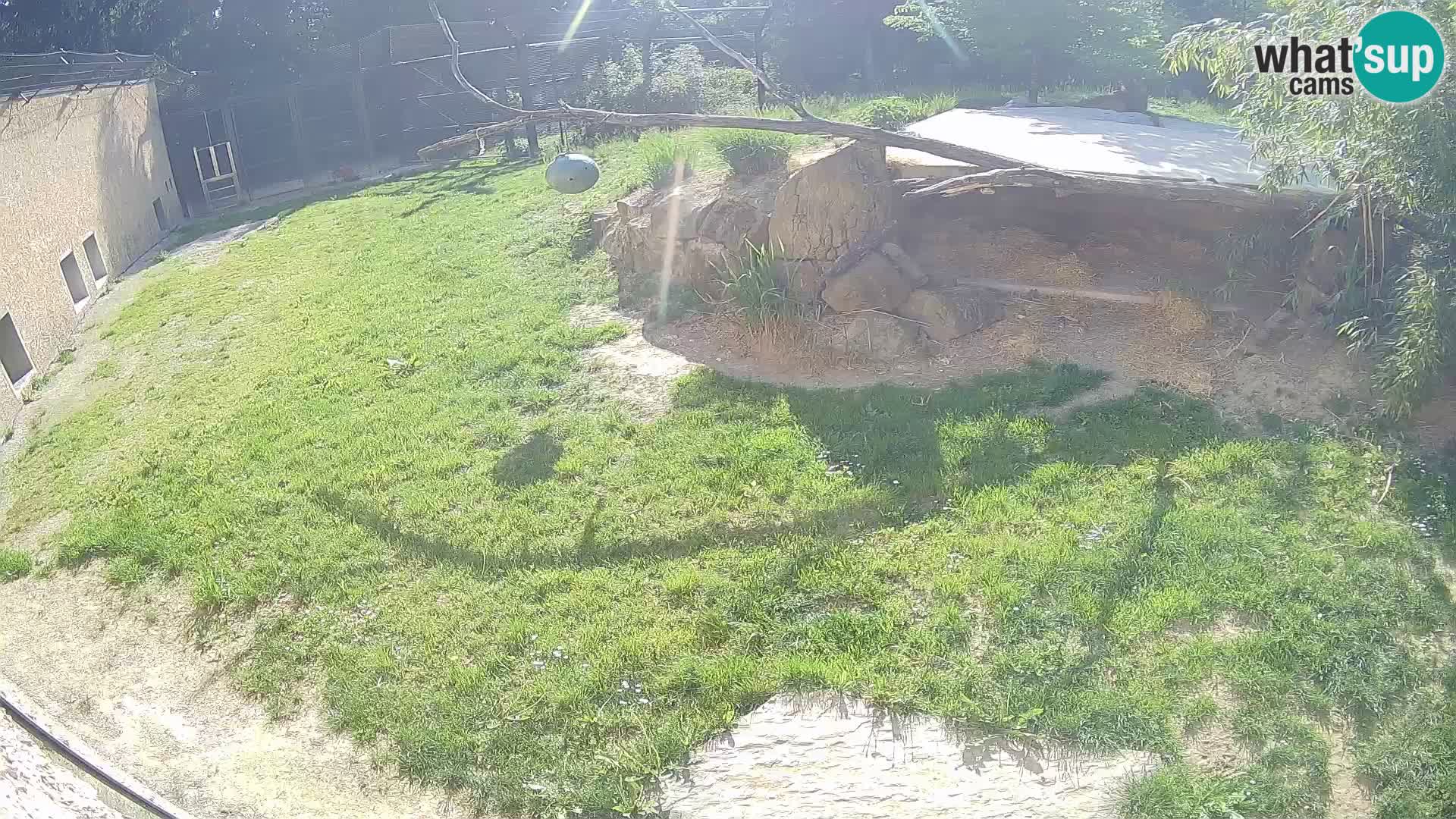 Lavovi web kamera uživo u ljubljanskom zoološkom vrtu – Slovenija