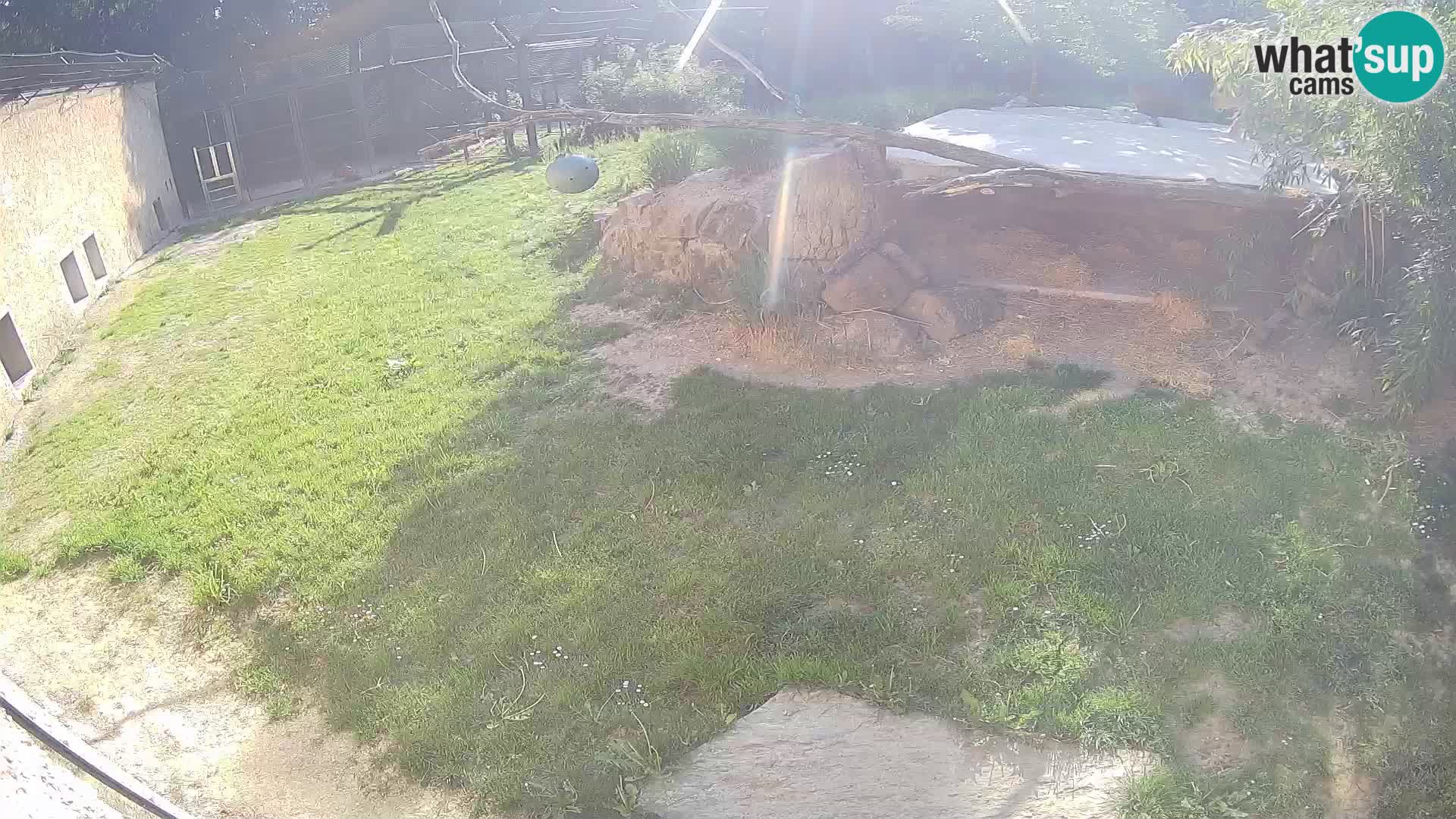 LEON Webcam en vivo en Ljubljana Zoo – Eslovenia