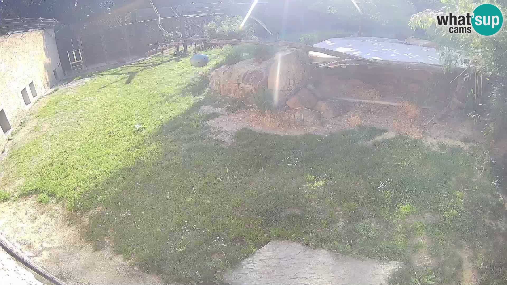 LEONE live Webcam nello zoo di Lubiana – Slovenia