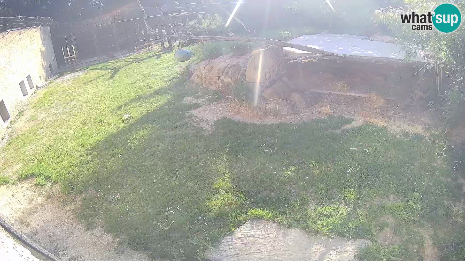 Lavovi web kamera uživo u ljubljanskom zoološkom vrtu – Slovenija