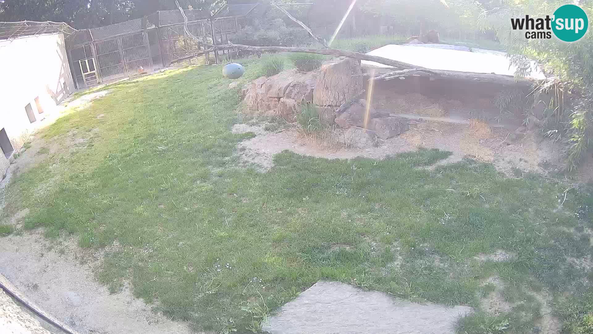 LEONE live Webcam nello zoo di Lubiana – Slovenia