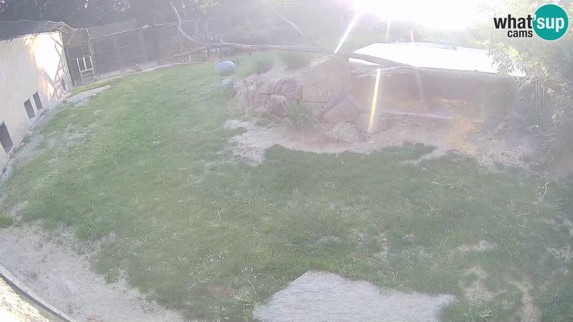 Lavovi web kamera uživo u ljubljanskom zoološkom vrtu – Slovenija