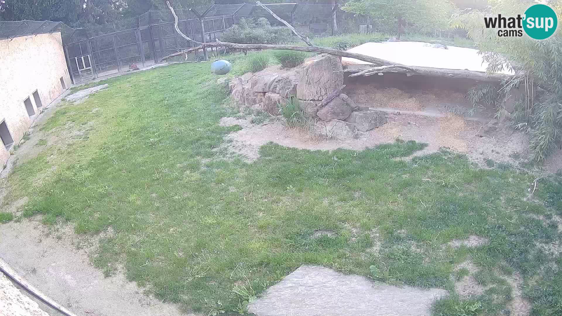 LEONE live Webcam nello zoo di Lubiana – Slovenia
