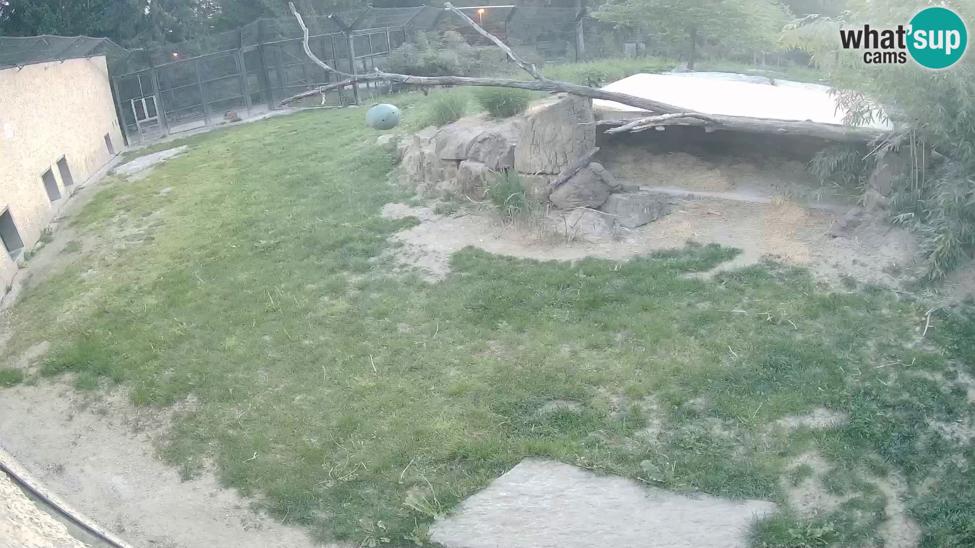 Lavovi web kamera uživo u ljubljanskom zoološkom vrtu – Slovenija