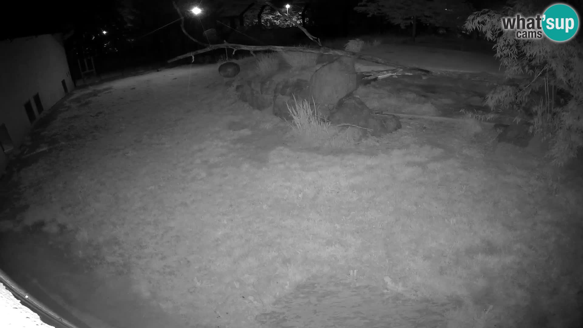 LEONE live Webcam nello zoo di Lubiana – Slovenia