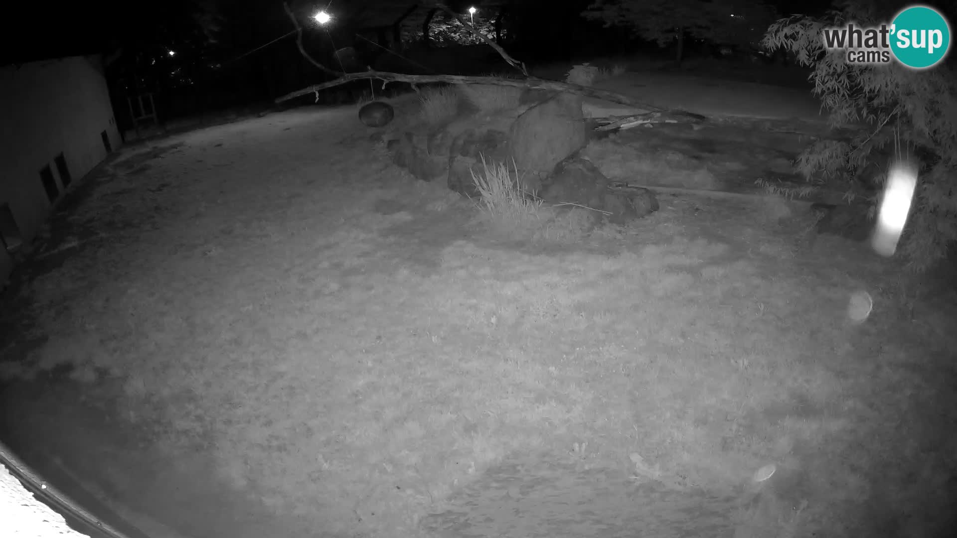 LEONE live Webcam nello zoo di Lubiana – Slovenia