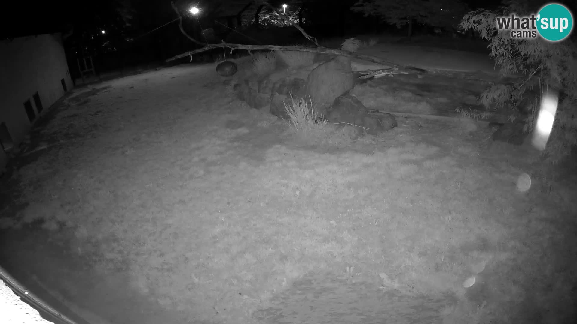 LION live Webcam in Ljubljana Zoo – Slovenia