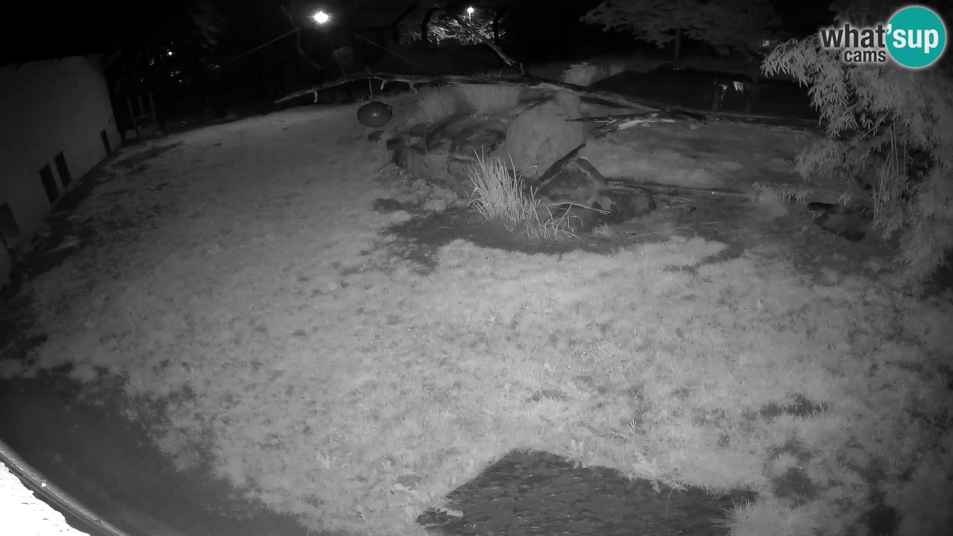 LION live Webcam in Ljubljana Zoo – Slovenia