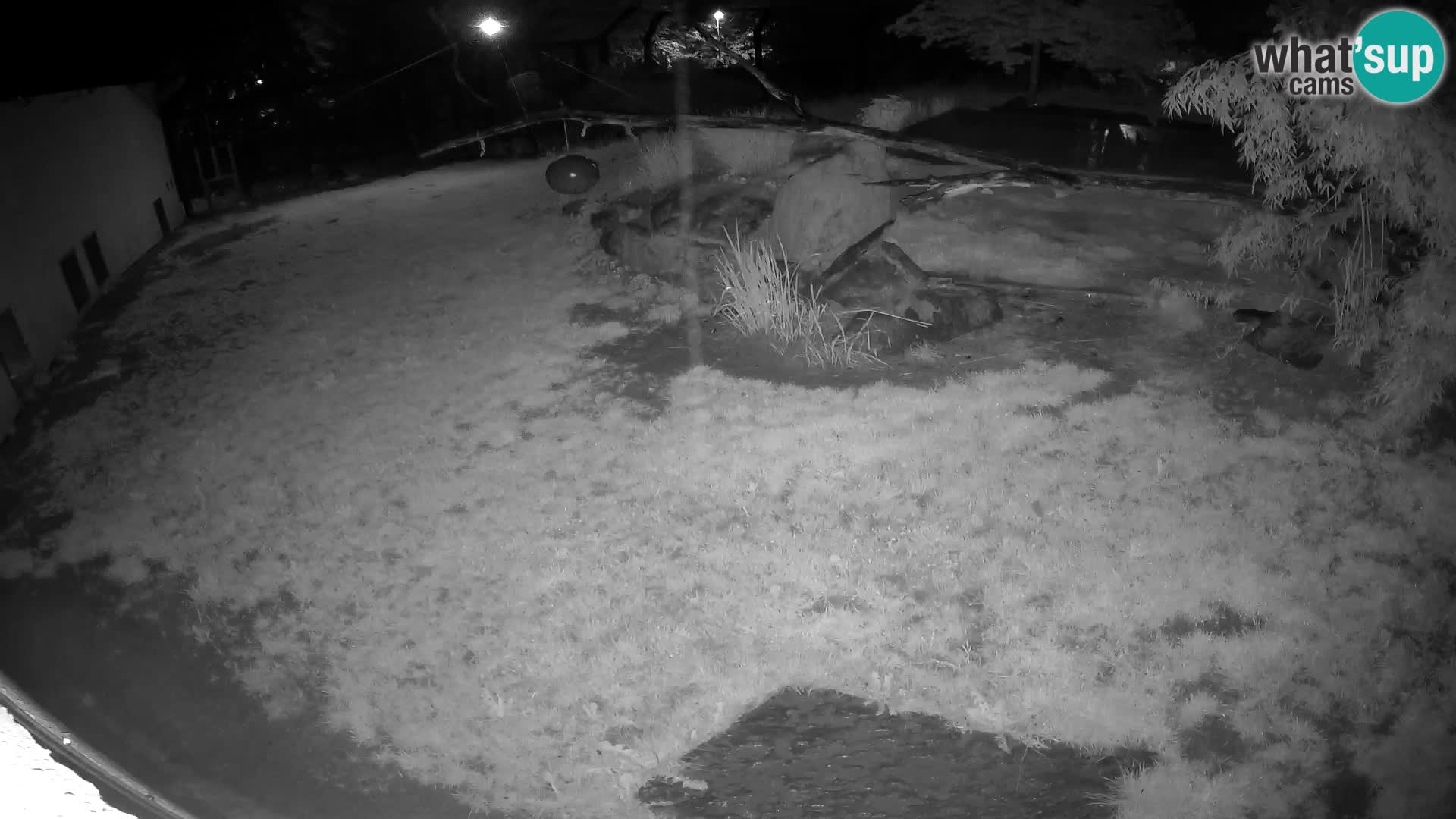 LEONE live Webcam nello zoo di Lubiana – Slovenia