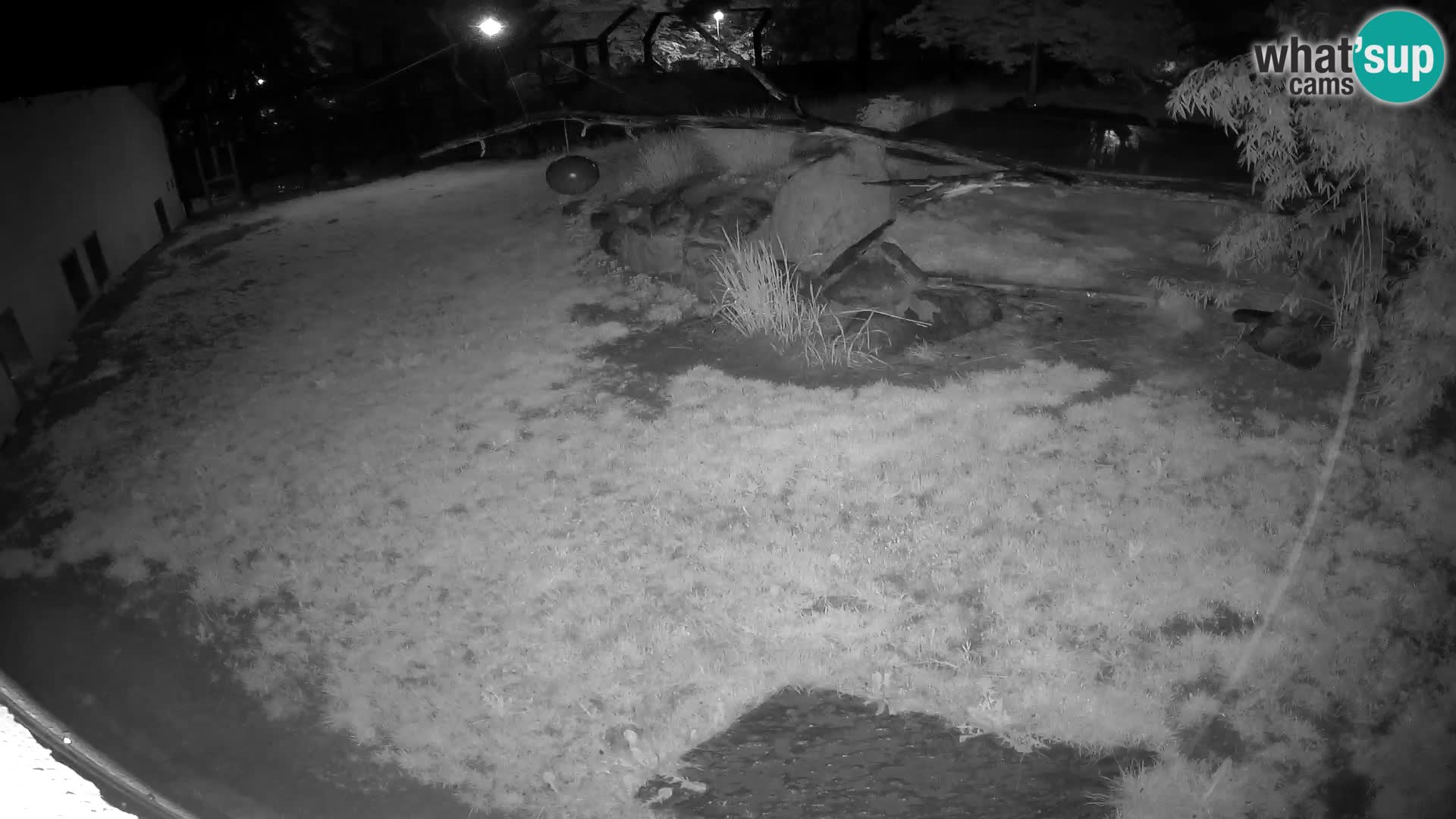 LEONE live Webcam nello zoo di Lubiana – Slovenia