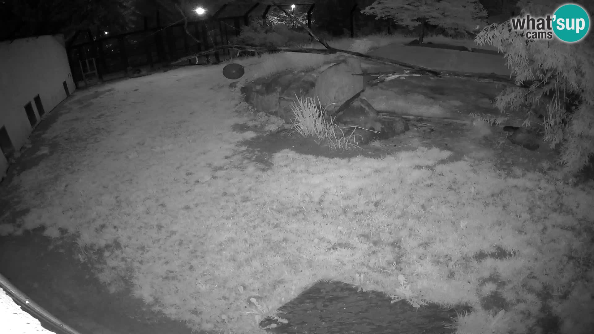 LION live Webcam in Ljubljana Zoo – Slovenia