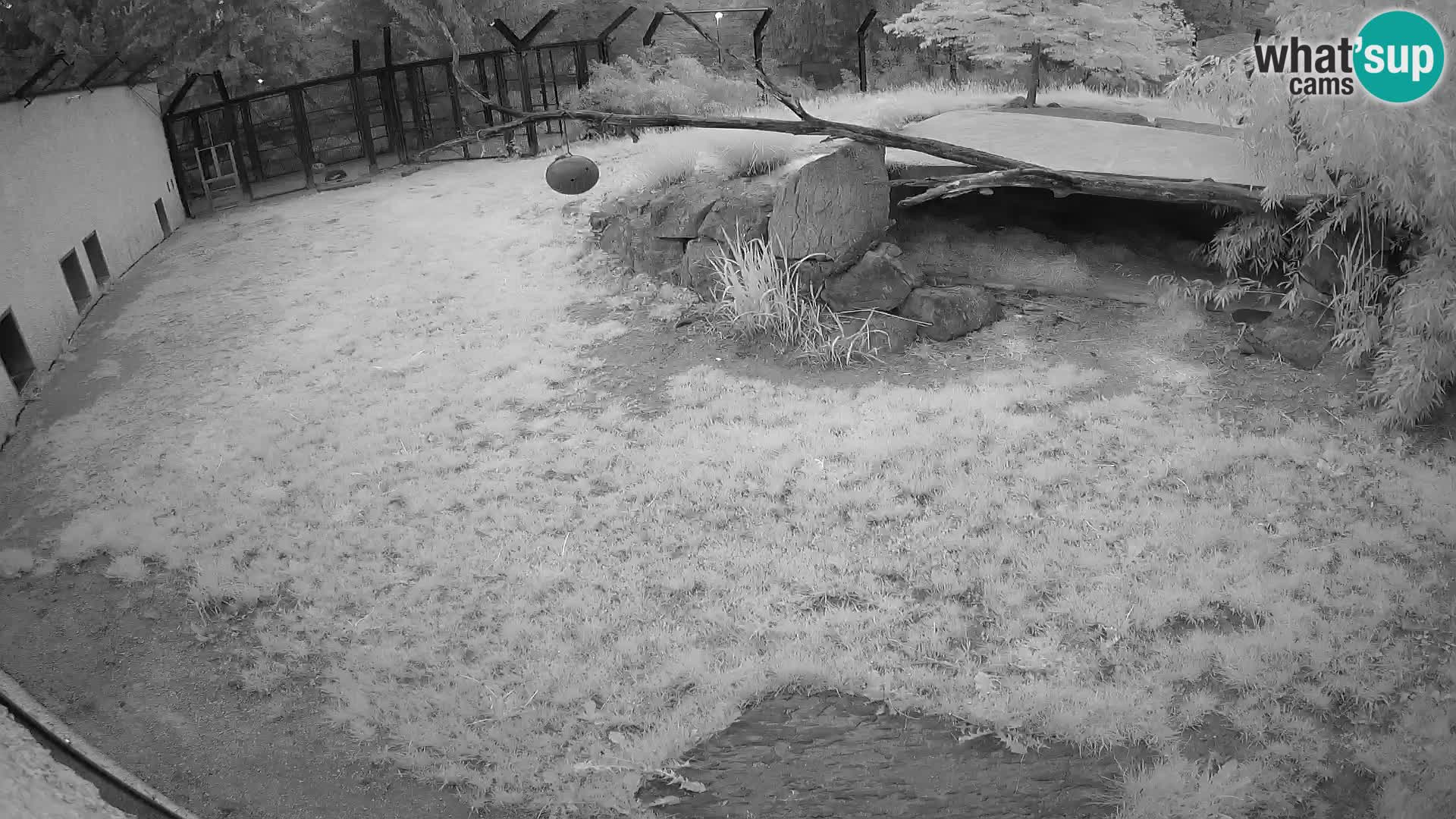 LEONE live Webcam nello zoo di Lubiana – Slovenia