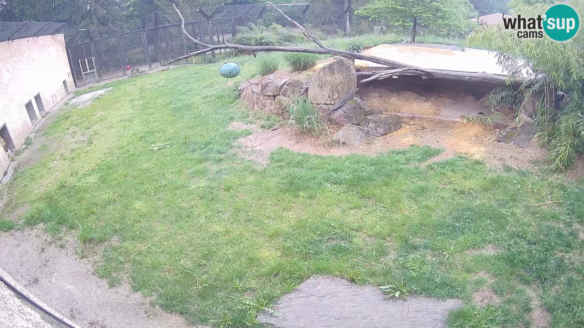 Löwe live Webcam im Zoo von Ljubljana – Slowenien