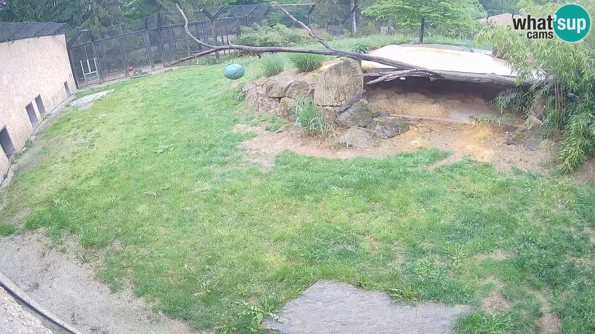 LION live Webcam in Ljubljana Zoo – Slovenia