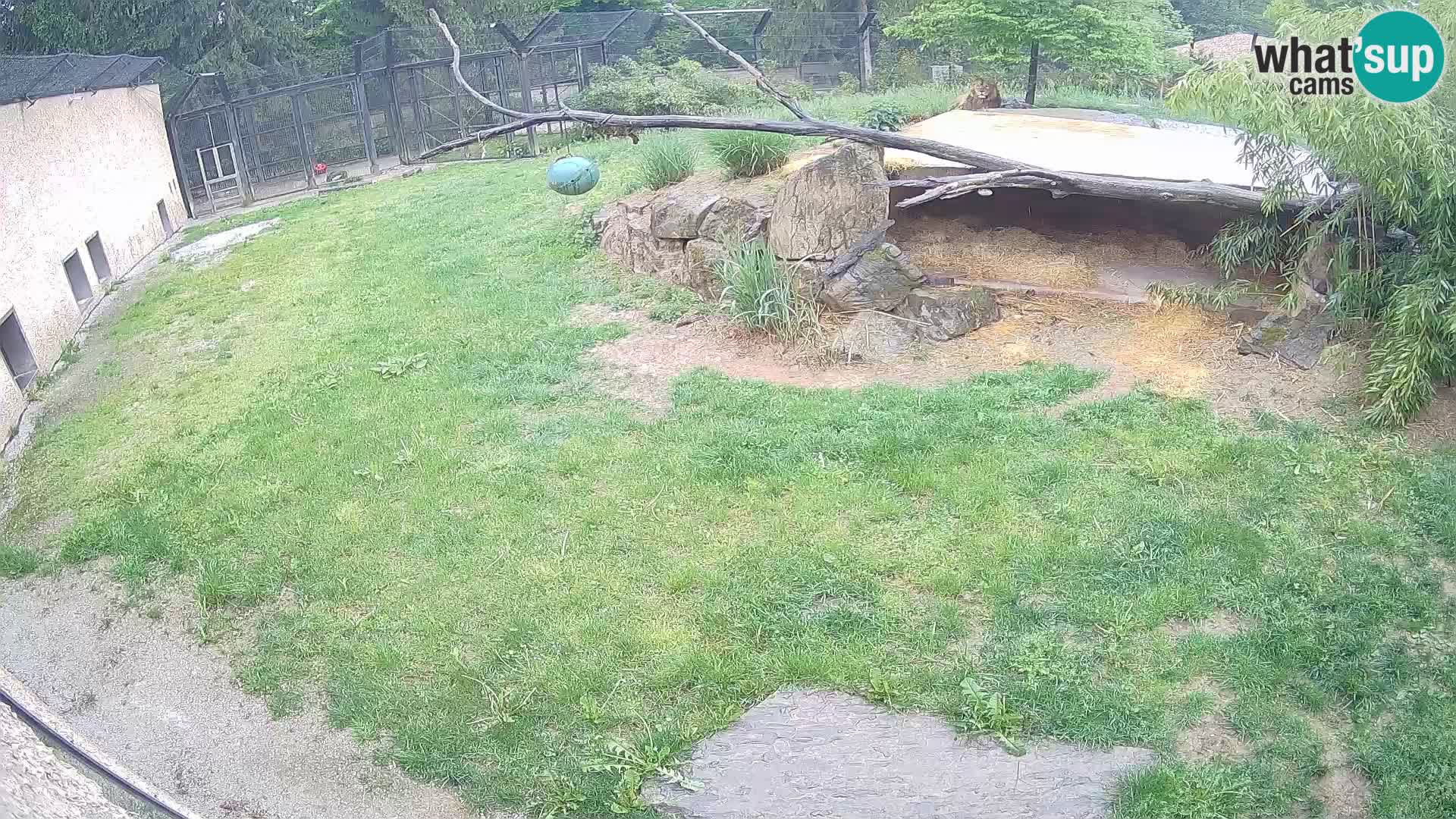 LION live Webcam in Ljubljana Zoo – Slovenia