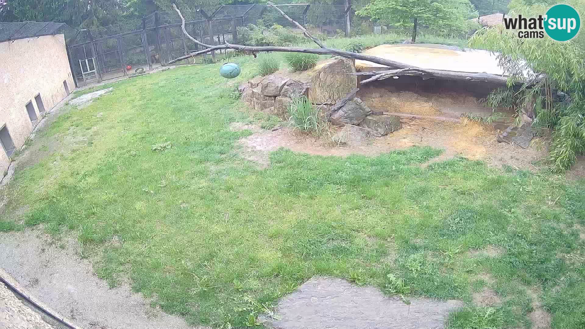 LEON Webcam en vivo en Ljubljana Zoo – Eslovenia