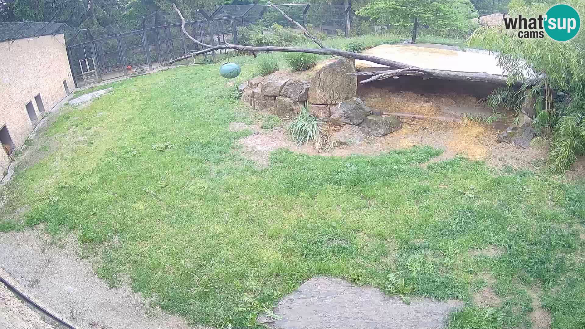 LEON Webcam en vivo en Ljubljana Zoo – Eslovenia