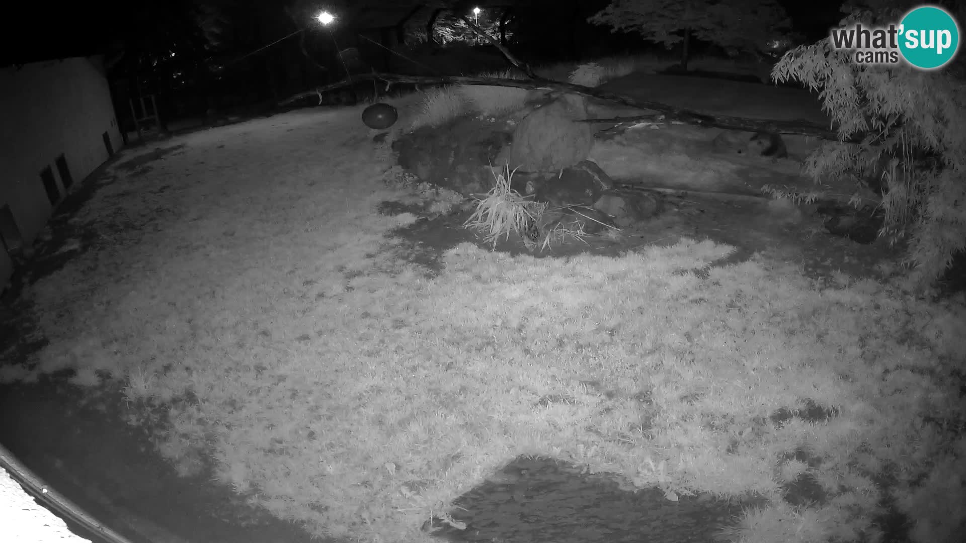 Löwe live Webcam im Zoo von Ljubljana – Slowenien