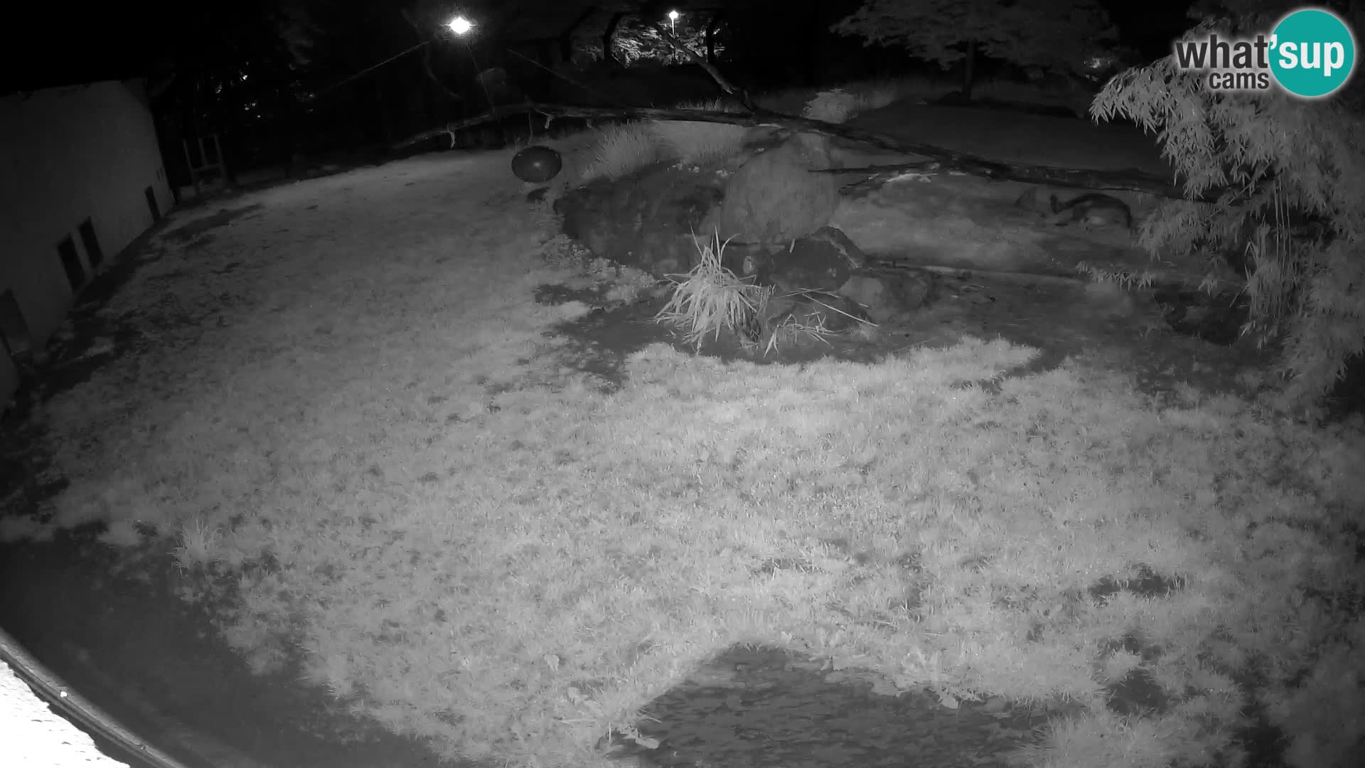 LION live Webcam in Ljubljana Zoo – Slovenia