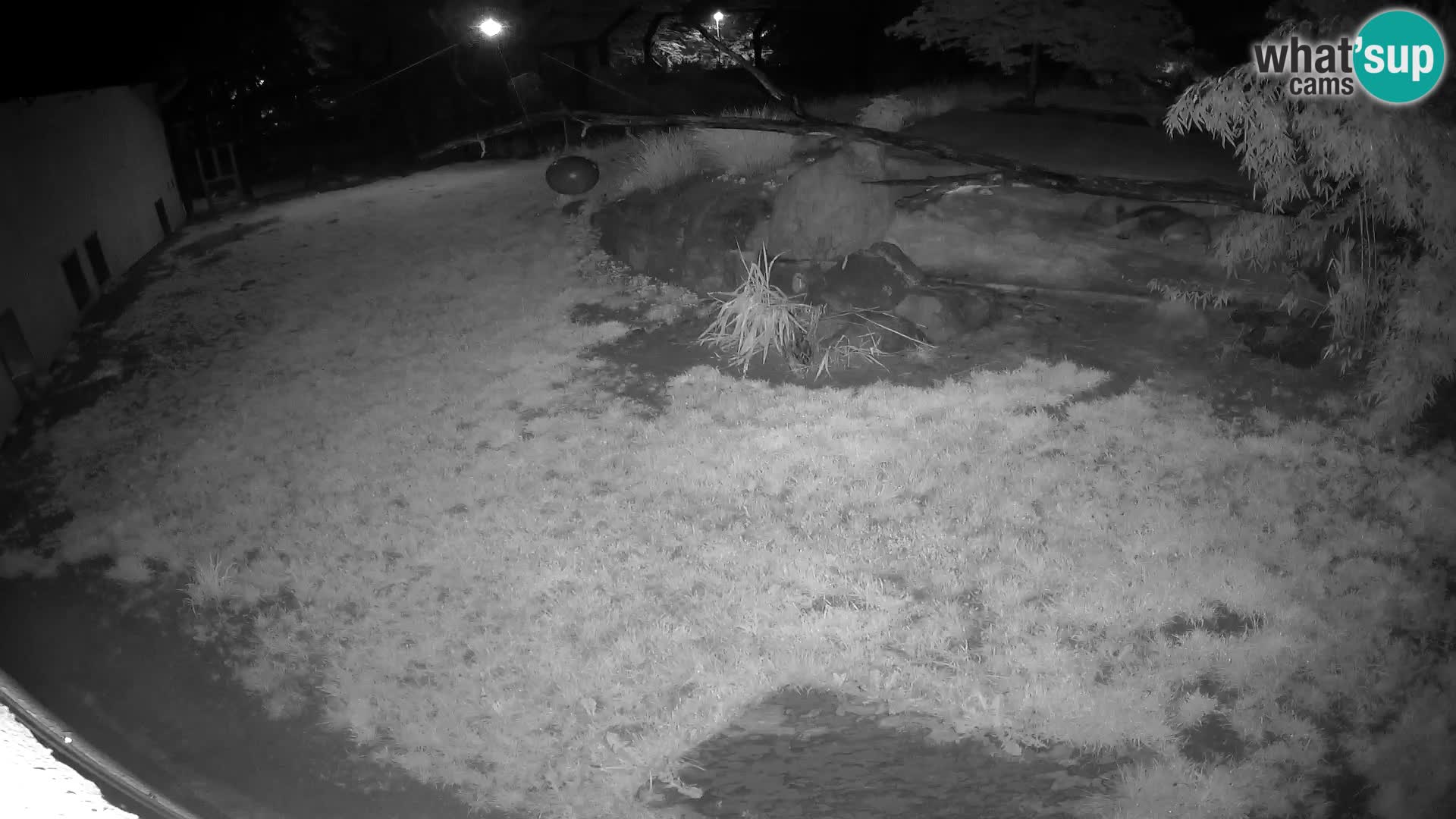 Löwe live Webcam im Zoo von Ljubljana – Slowenien